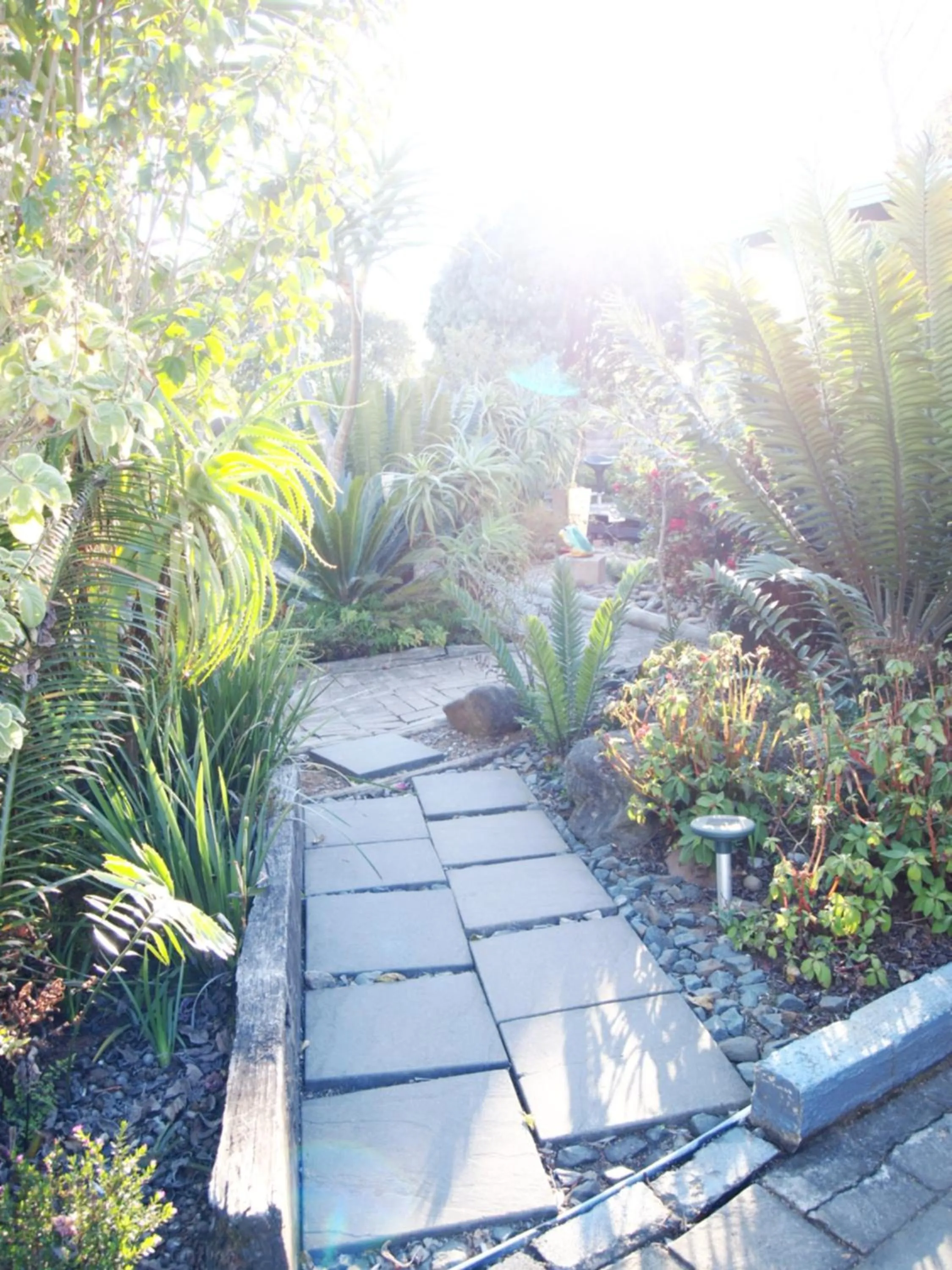 Garden in Havana Nights