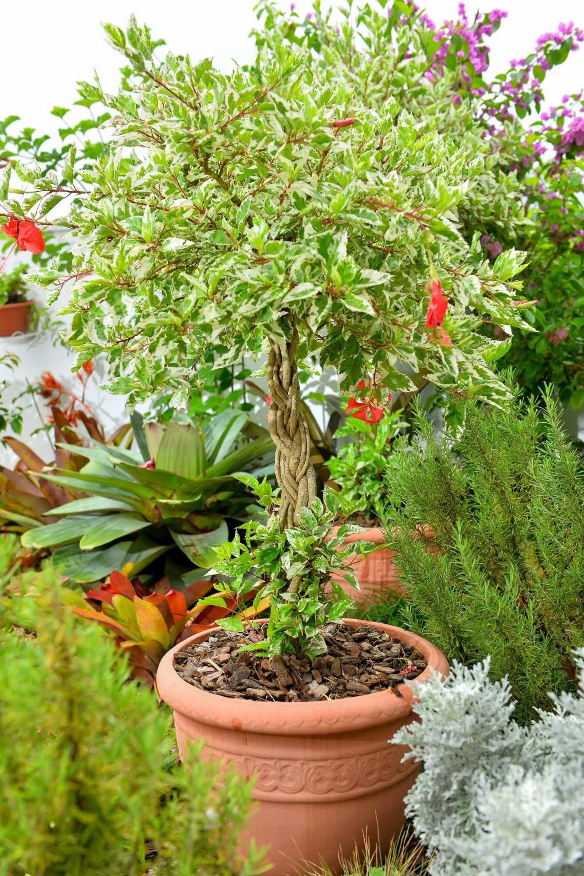 Garden in Hotel Maricá