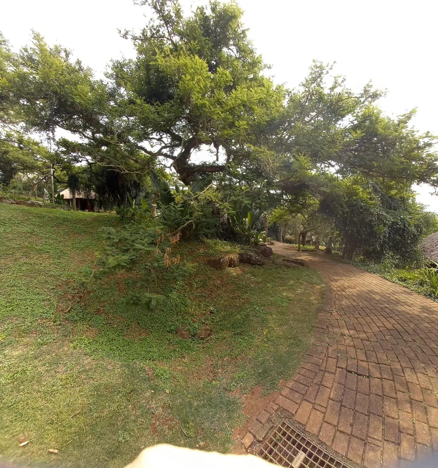 Garden in Ascot Bush Lodge