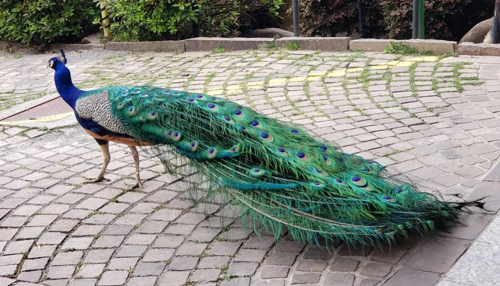 Animals in Hotel Villa Michelon