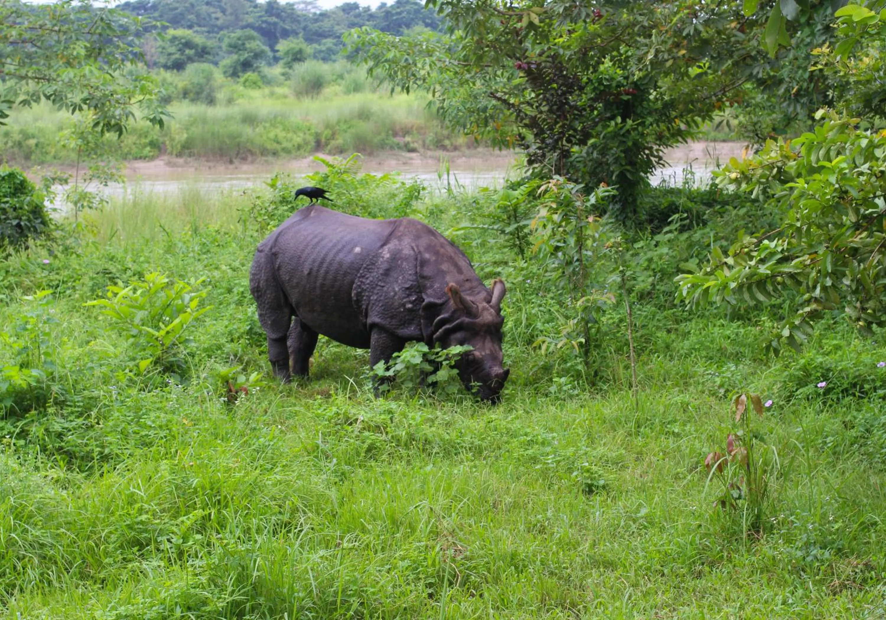 View (from property/room) in River View Jungle Camp