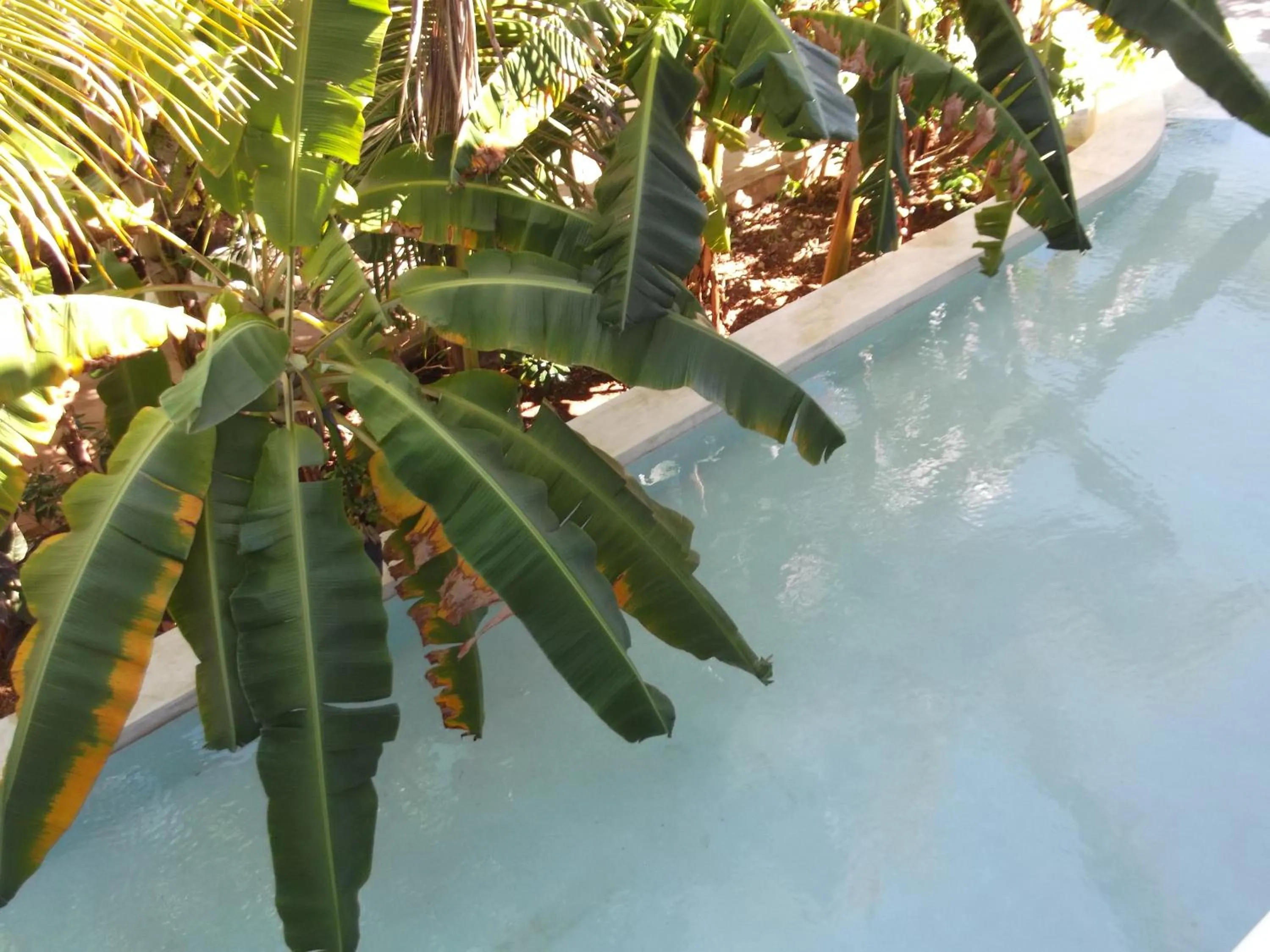 Garden in Kobe House