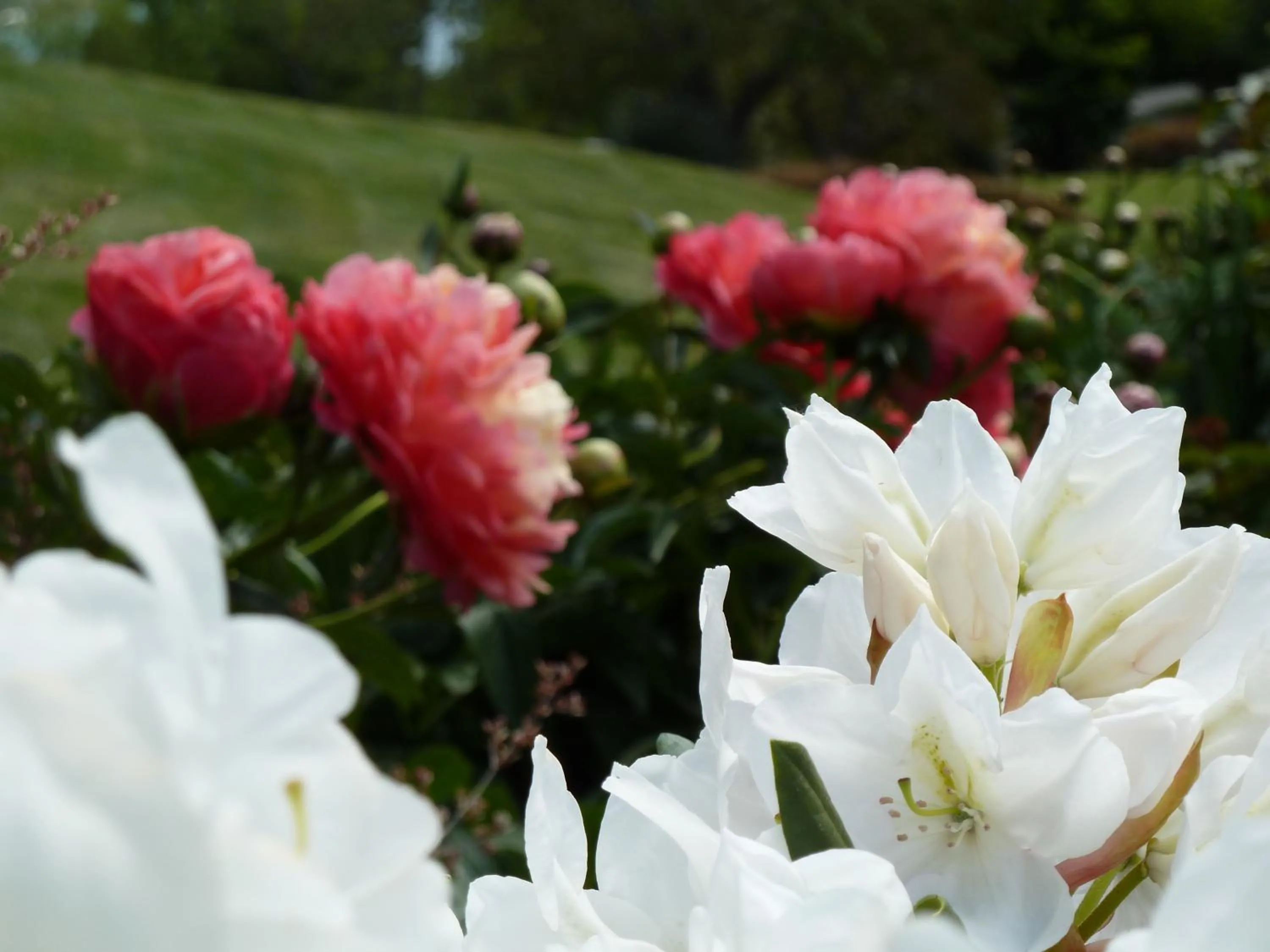 Garden view in L'abri Bed and Breakfast
