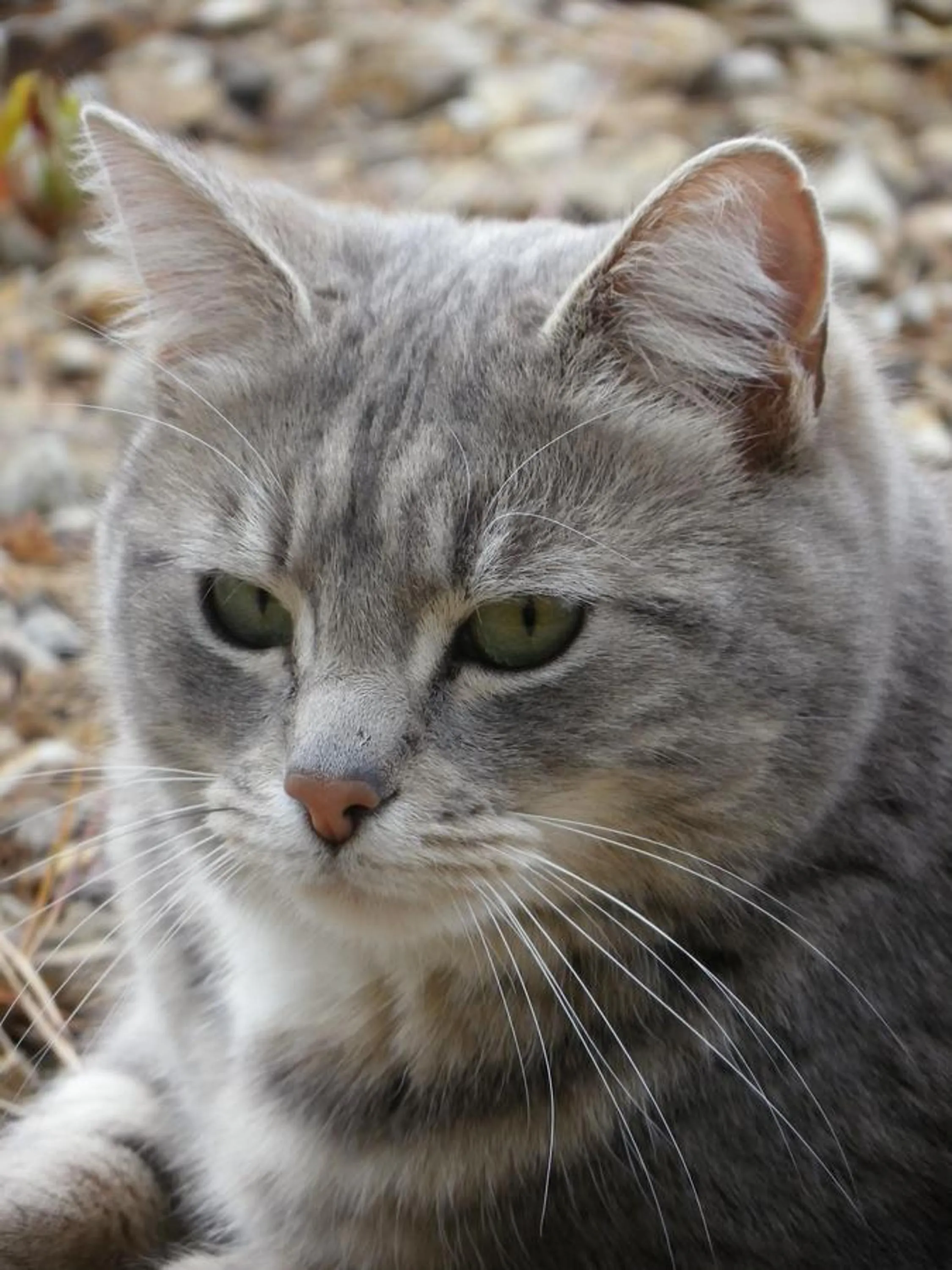 Pets in L'abri Bed and Breakfast