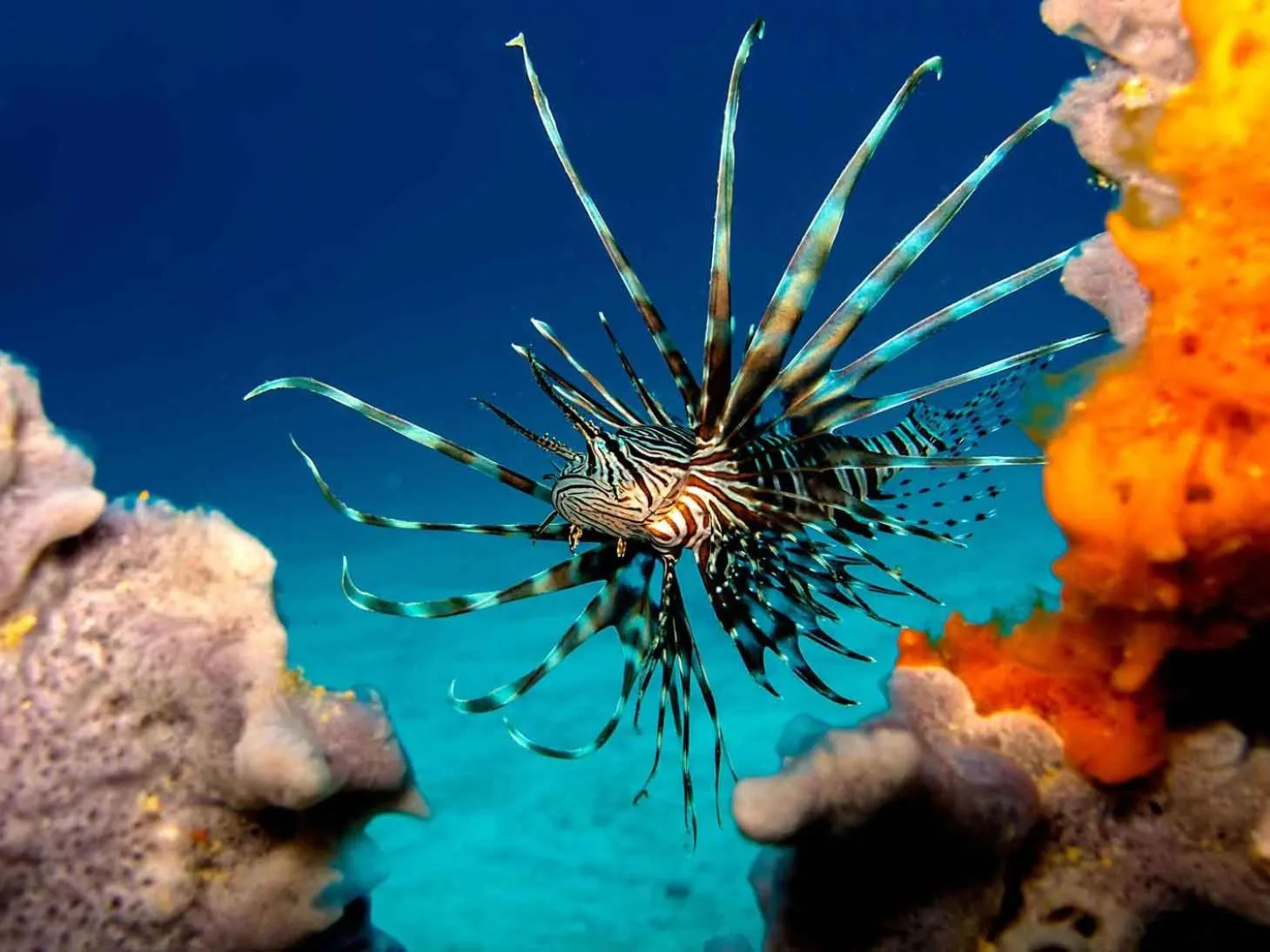 Diving in Bali Diversity Dive Resort