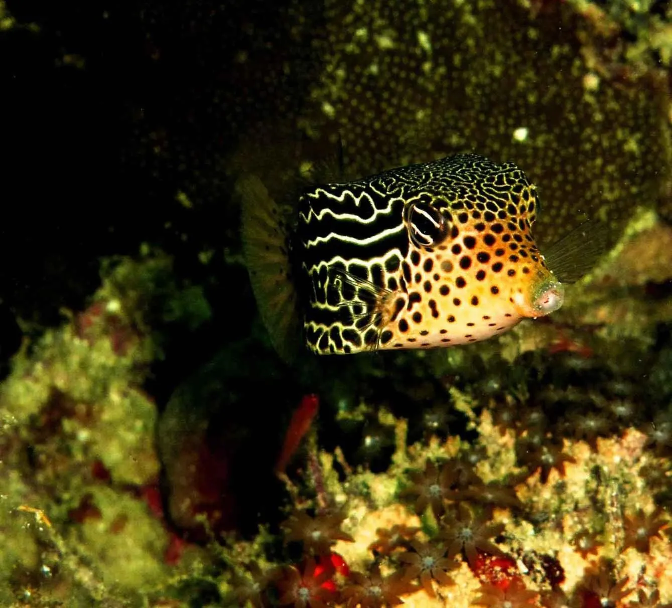 Diving in Bali Diversity Dive Resort