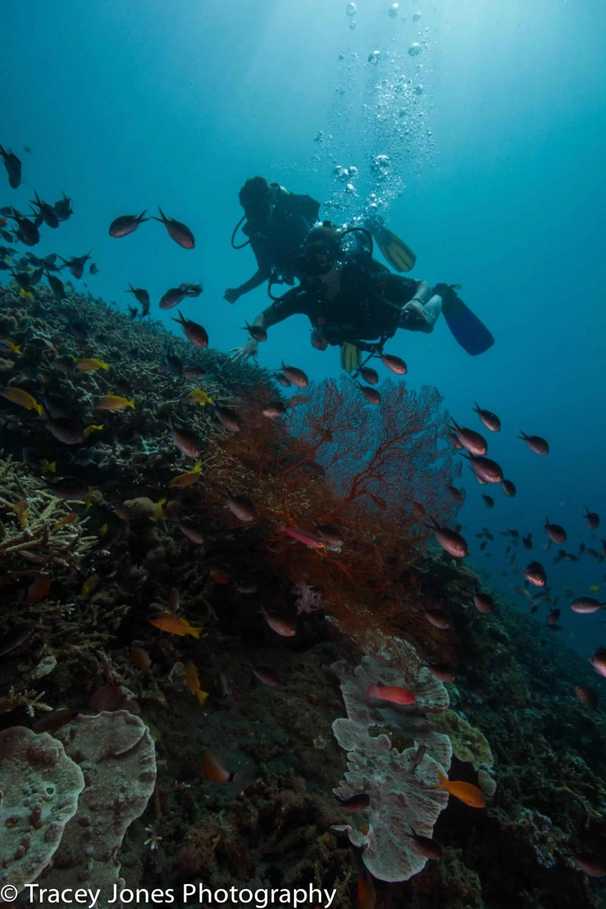 Activities in Bali Diversity Dive Resort