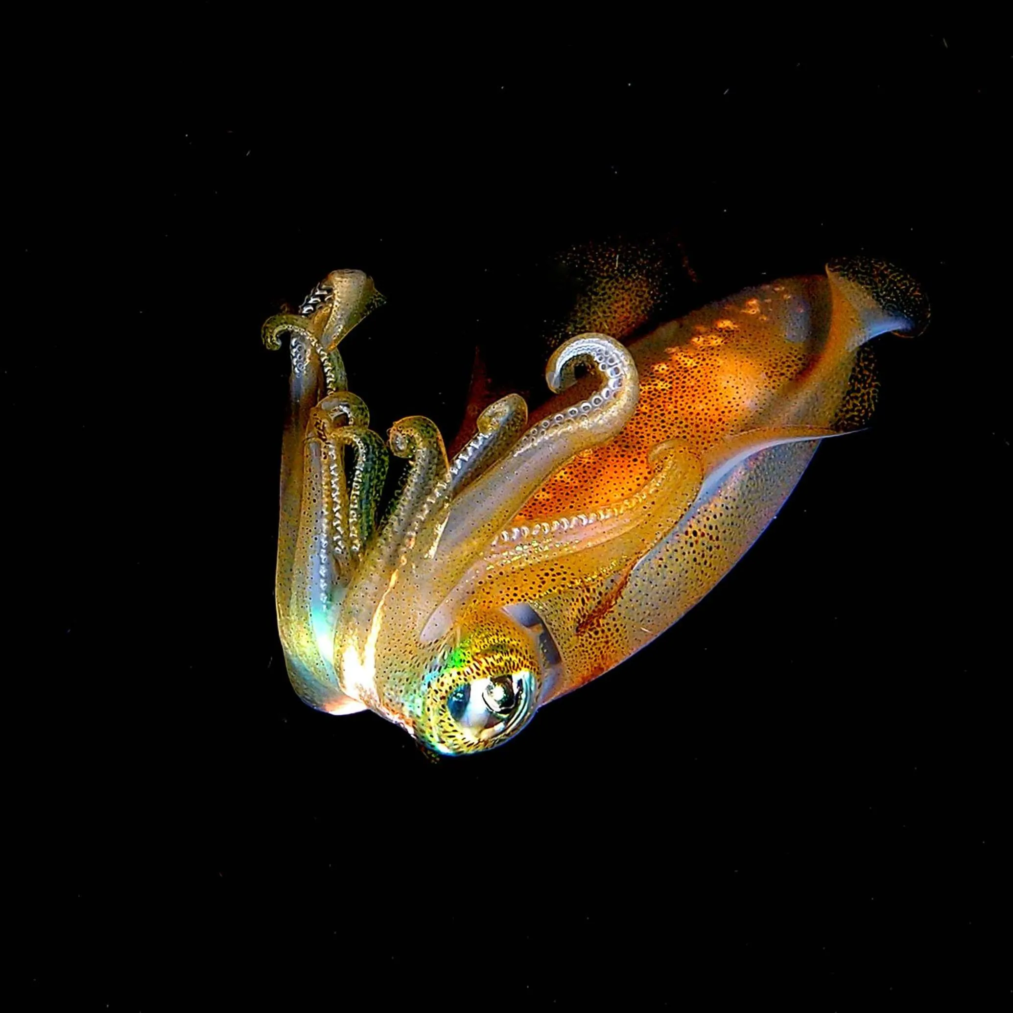 Diving in Bali Diversity Dive Resort