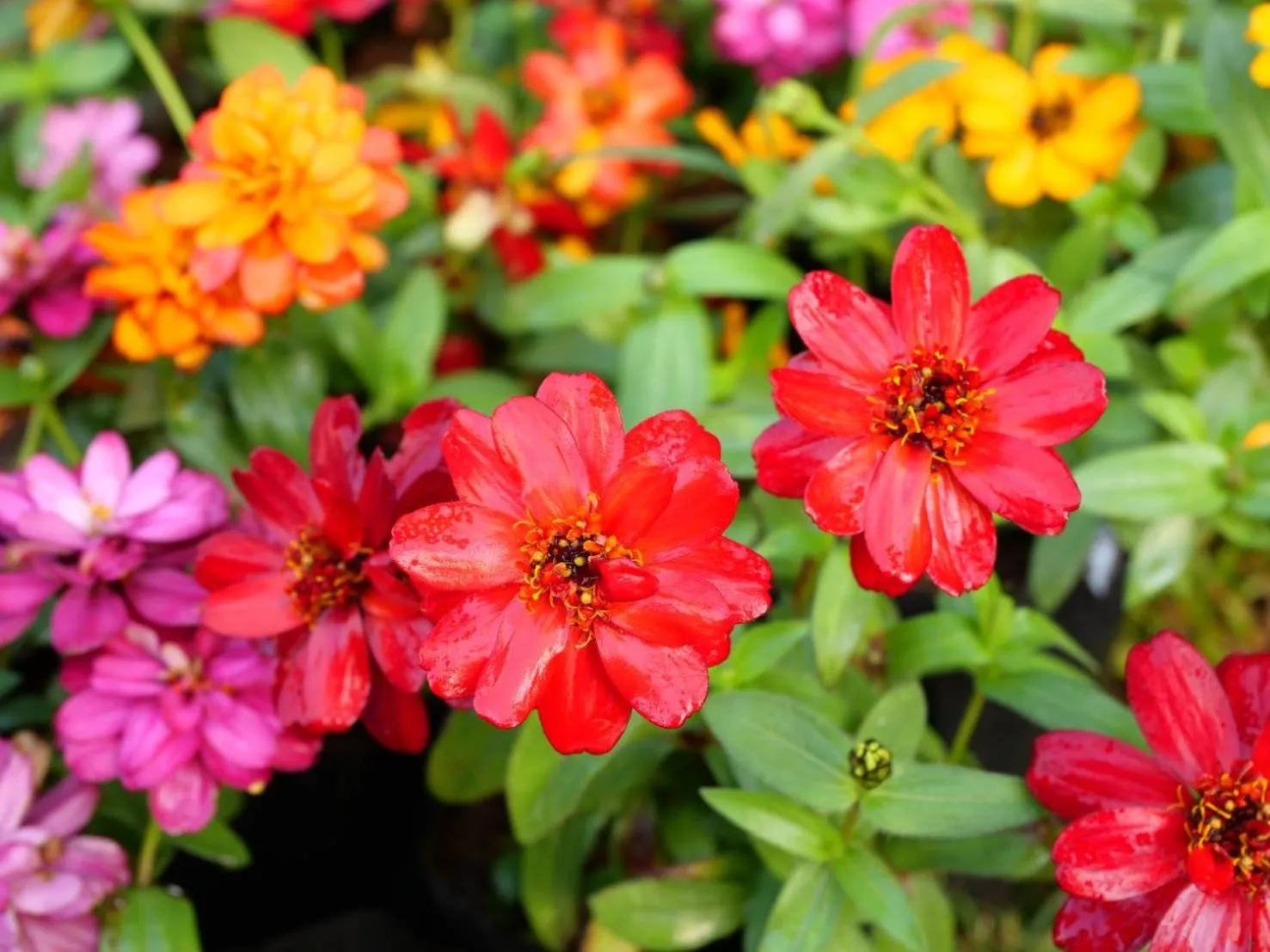 The Bliss Loei Living