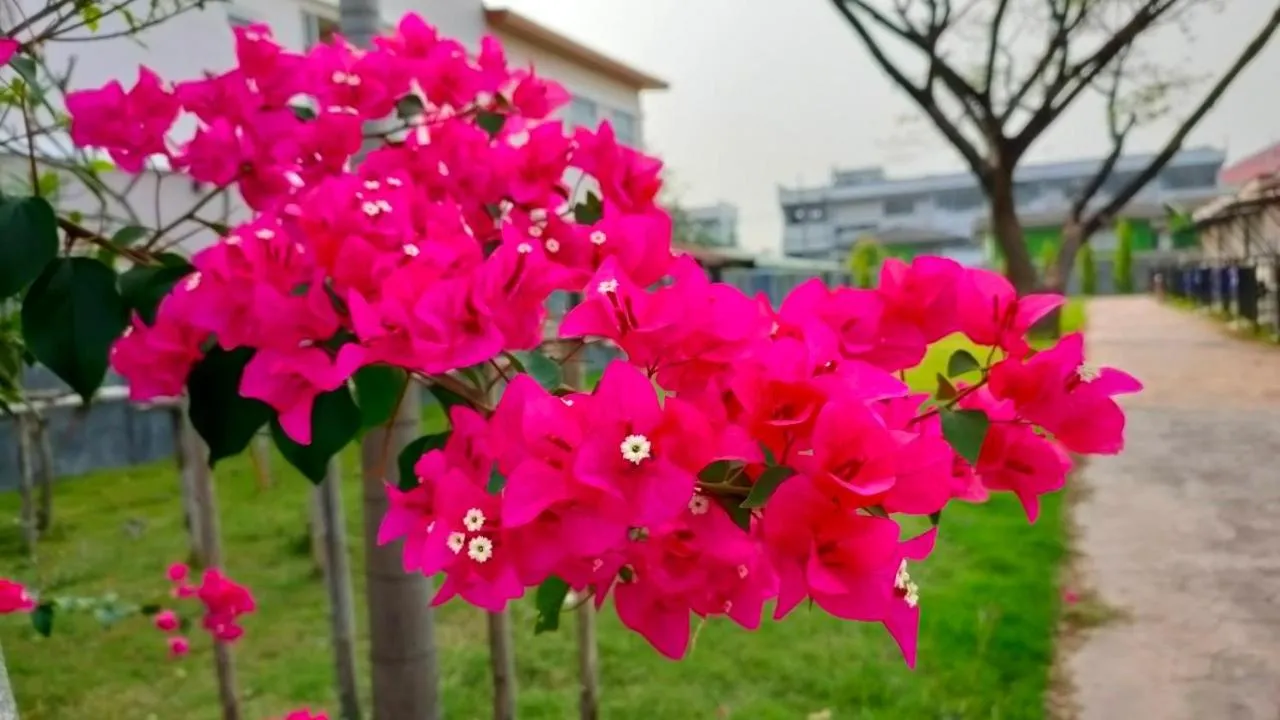 The Bliss Loei Living