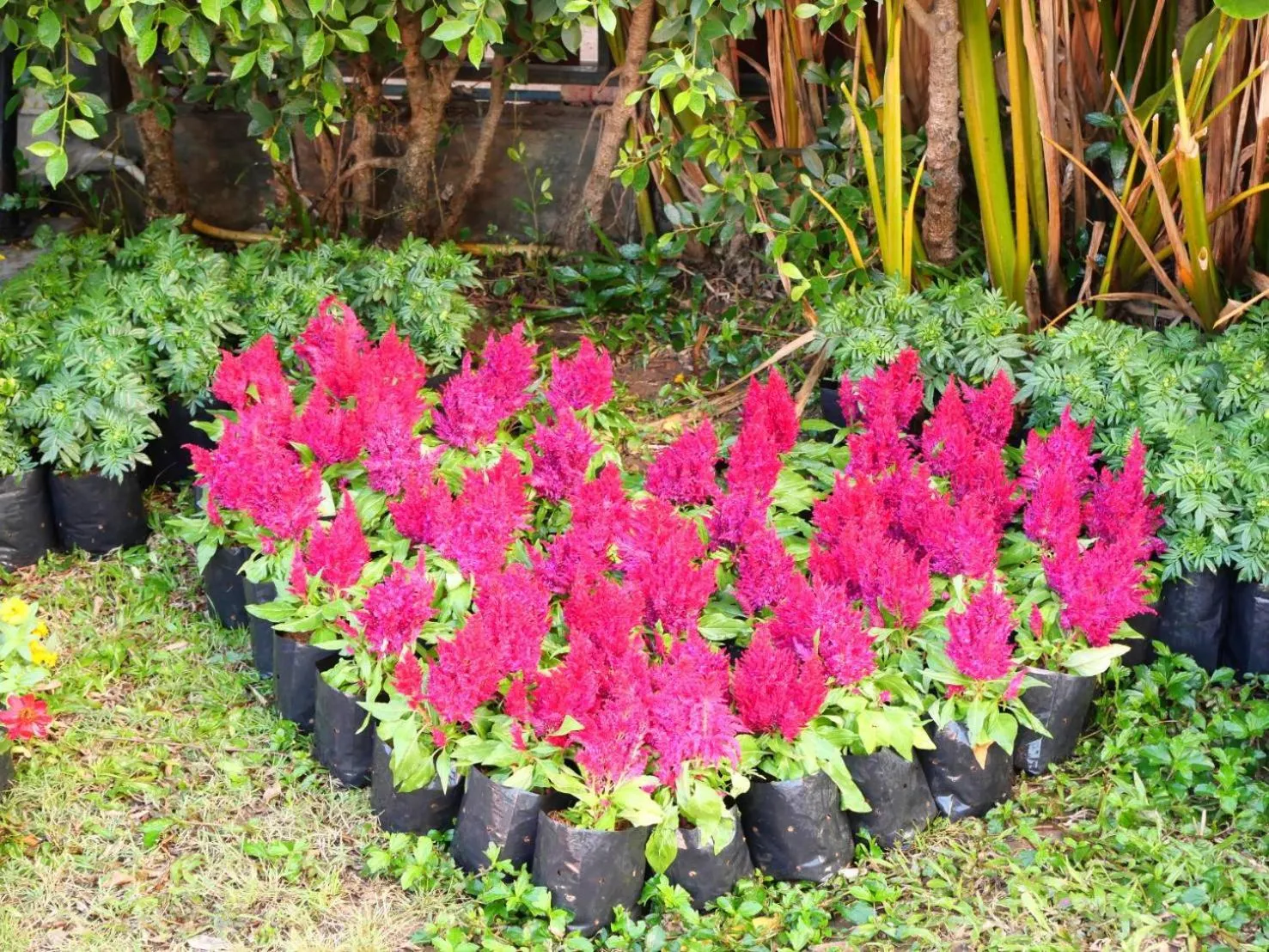 The Bliss Loei Living