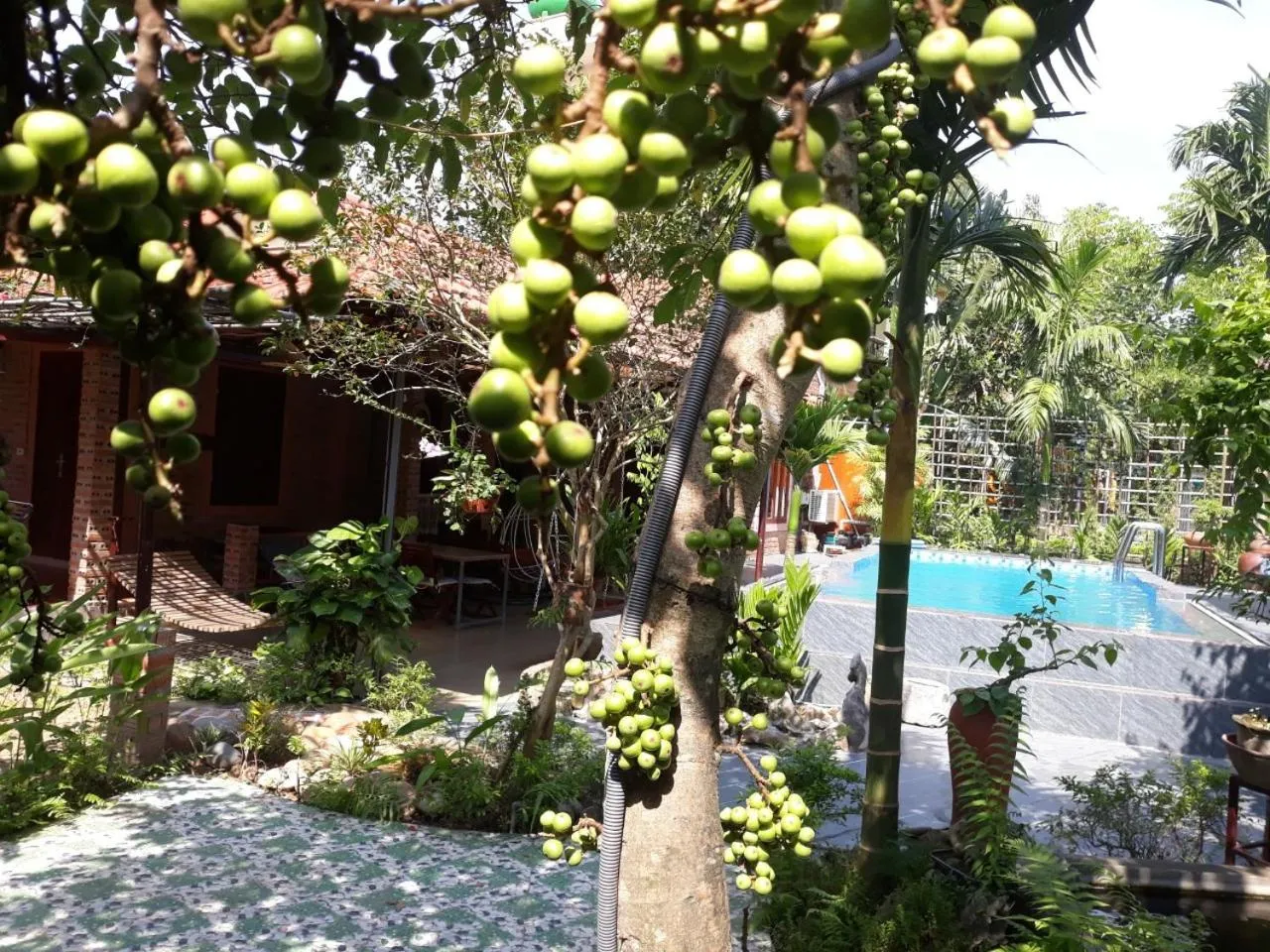 Garden in An Phu Homestay