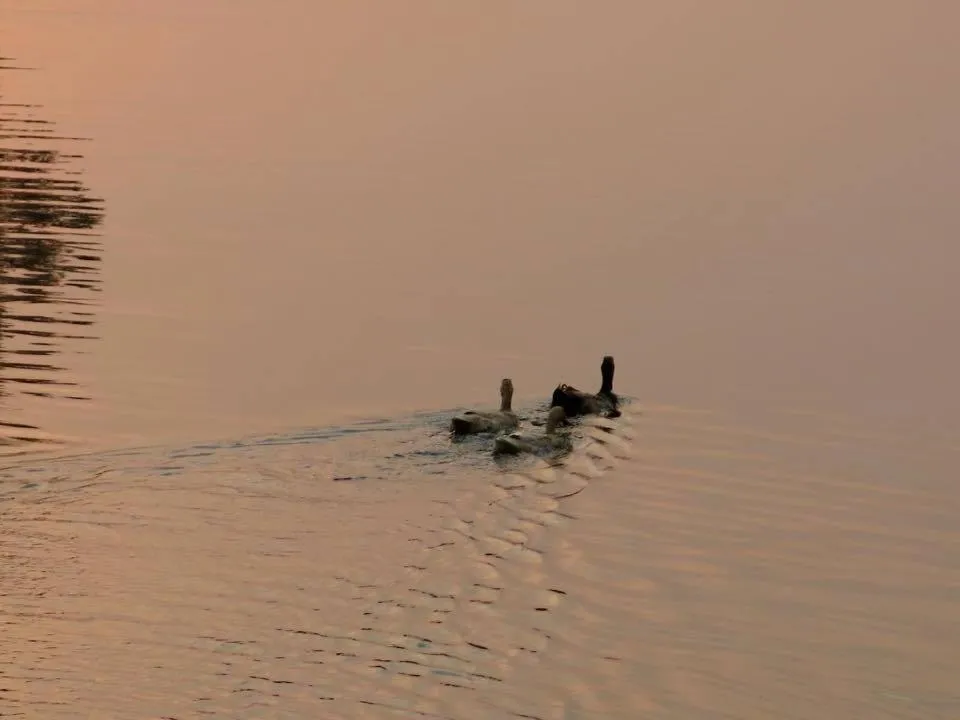 Other in Luvi Lucas River Side