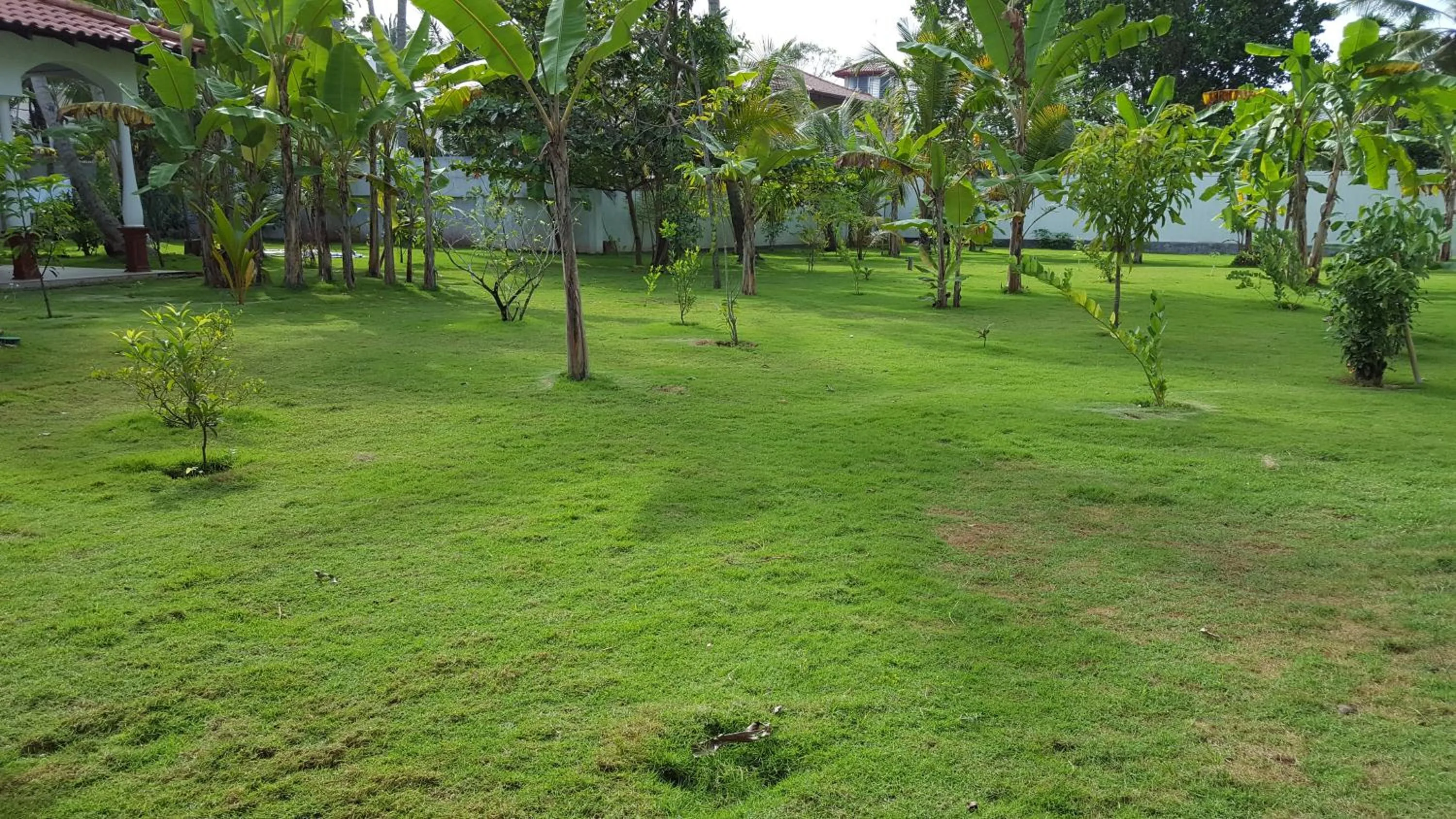 Garden in Lucas