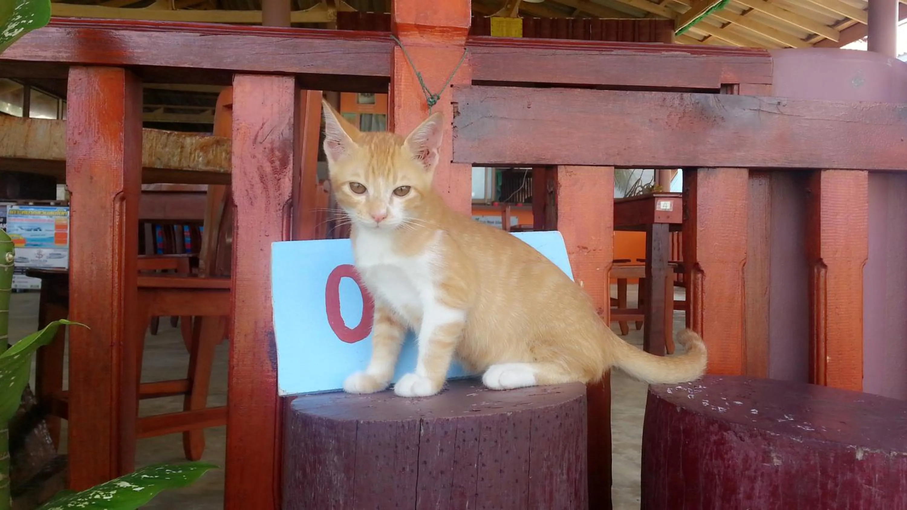 Pets in Happy Days Resort
