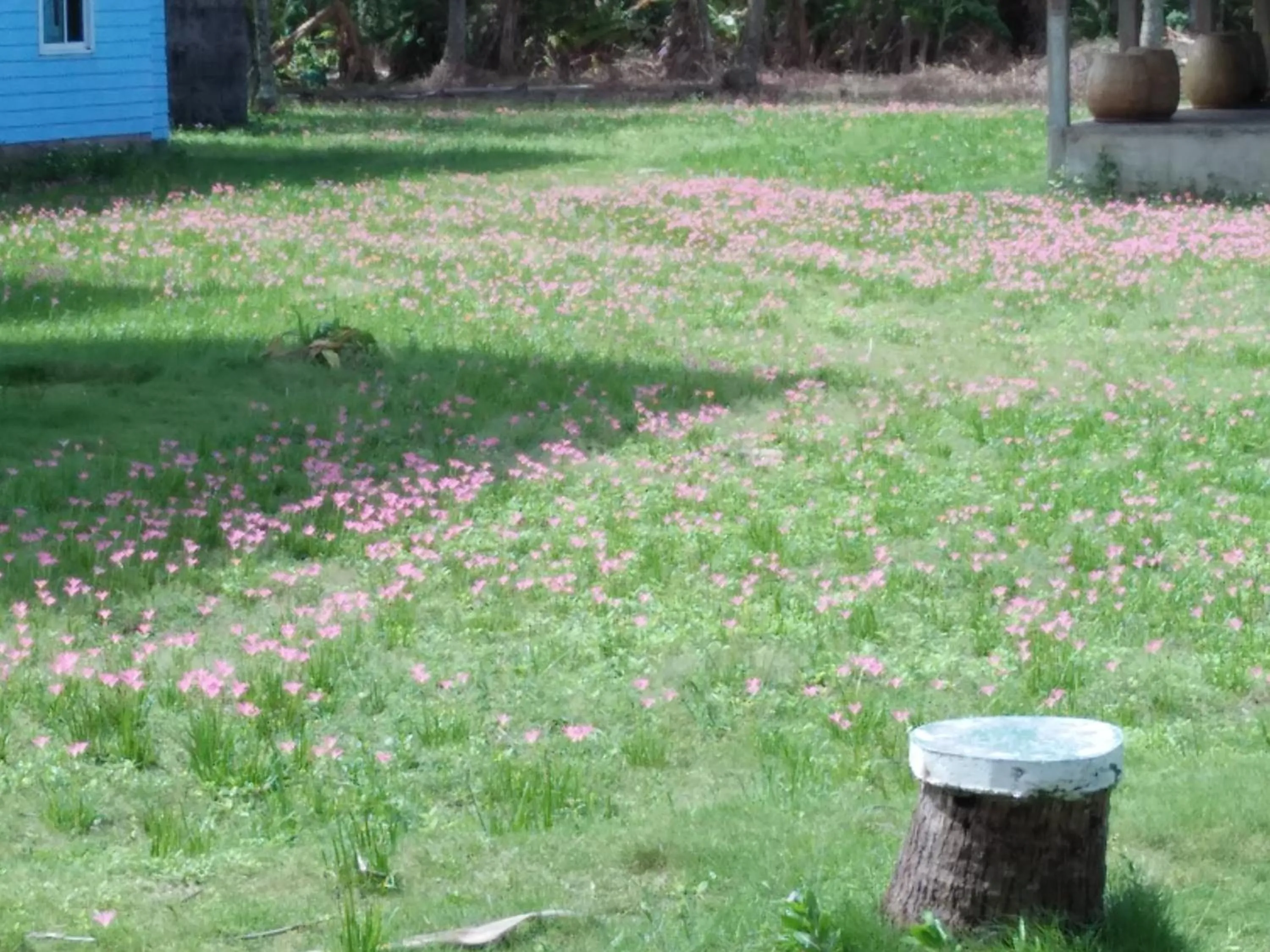 Natural landscape in Happy Days Resort