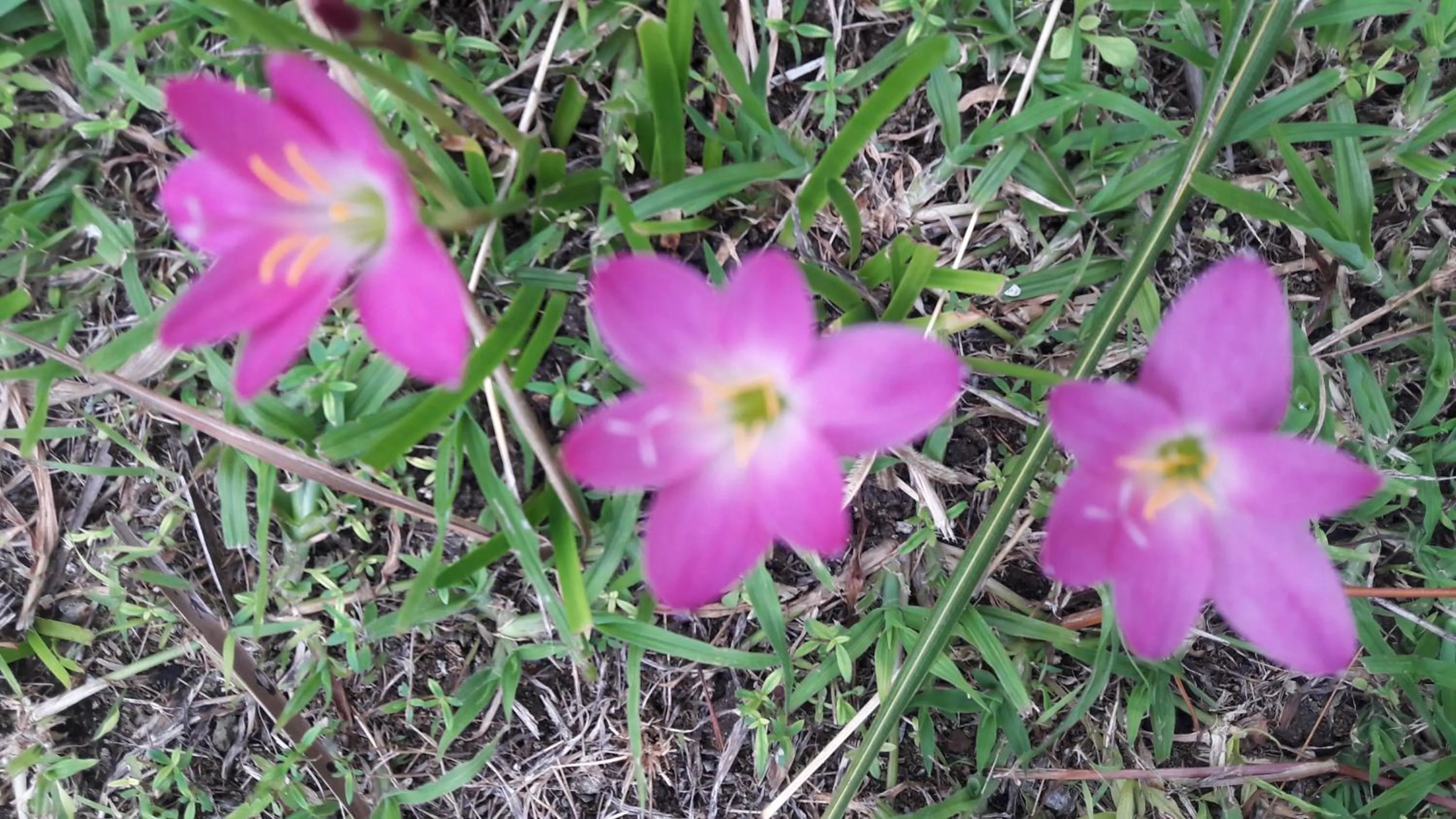 Garden view in Happy Days Resort