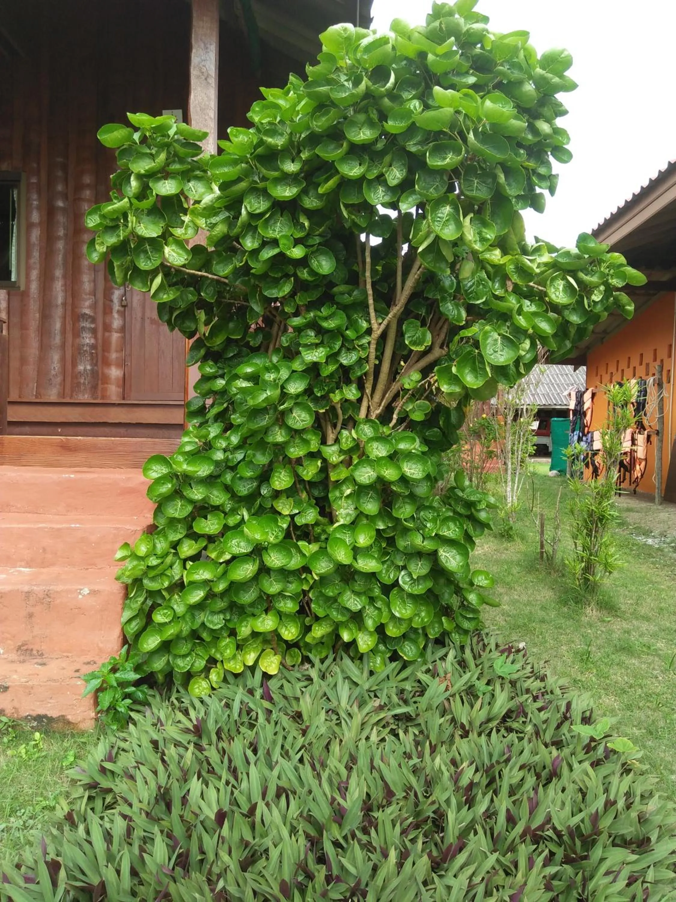 Natural landscape in Happy Days Resort