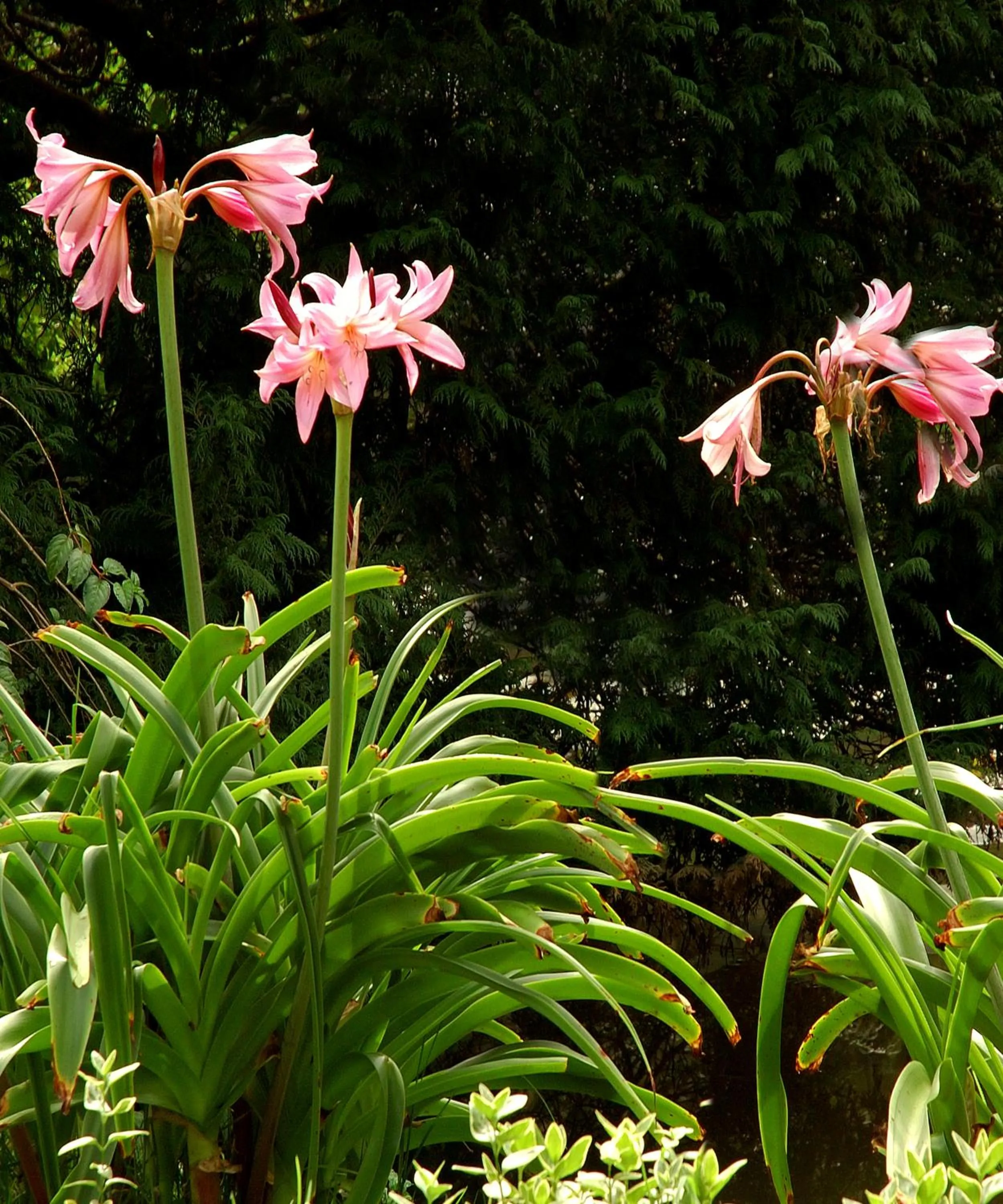 Day in Sabol Holidays