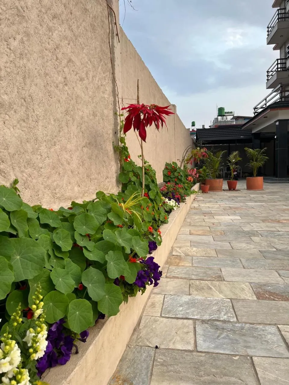 Garden in Shekhar's Place