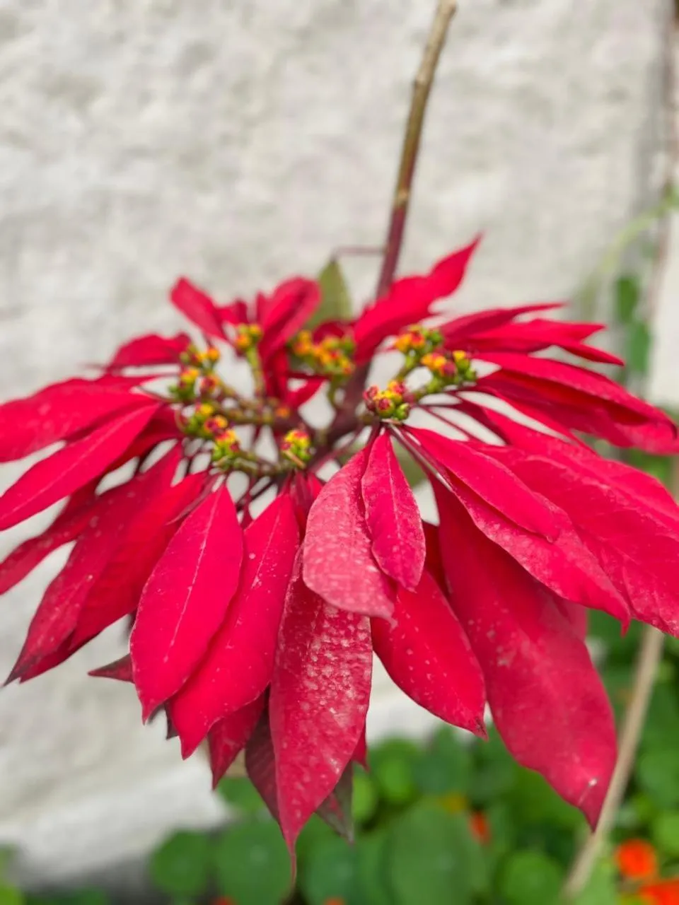 Garden in Shekhar's Place