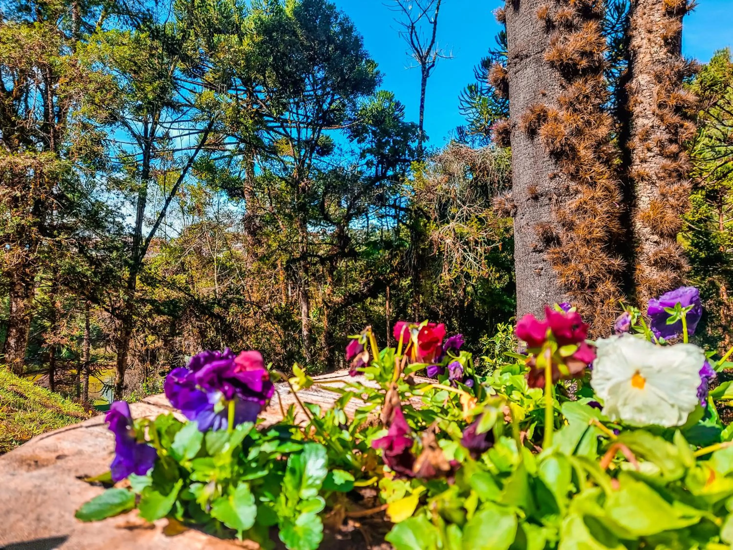 Garden in Hotel Fazenda Golden Park Campos do Jordão
