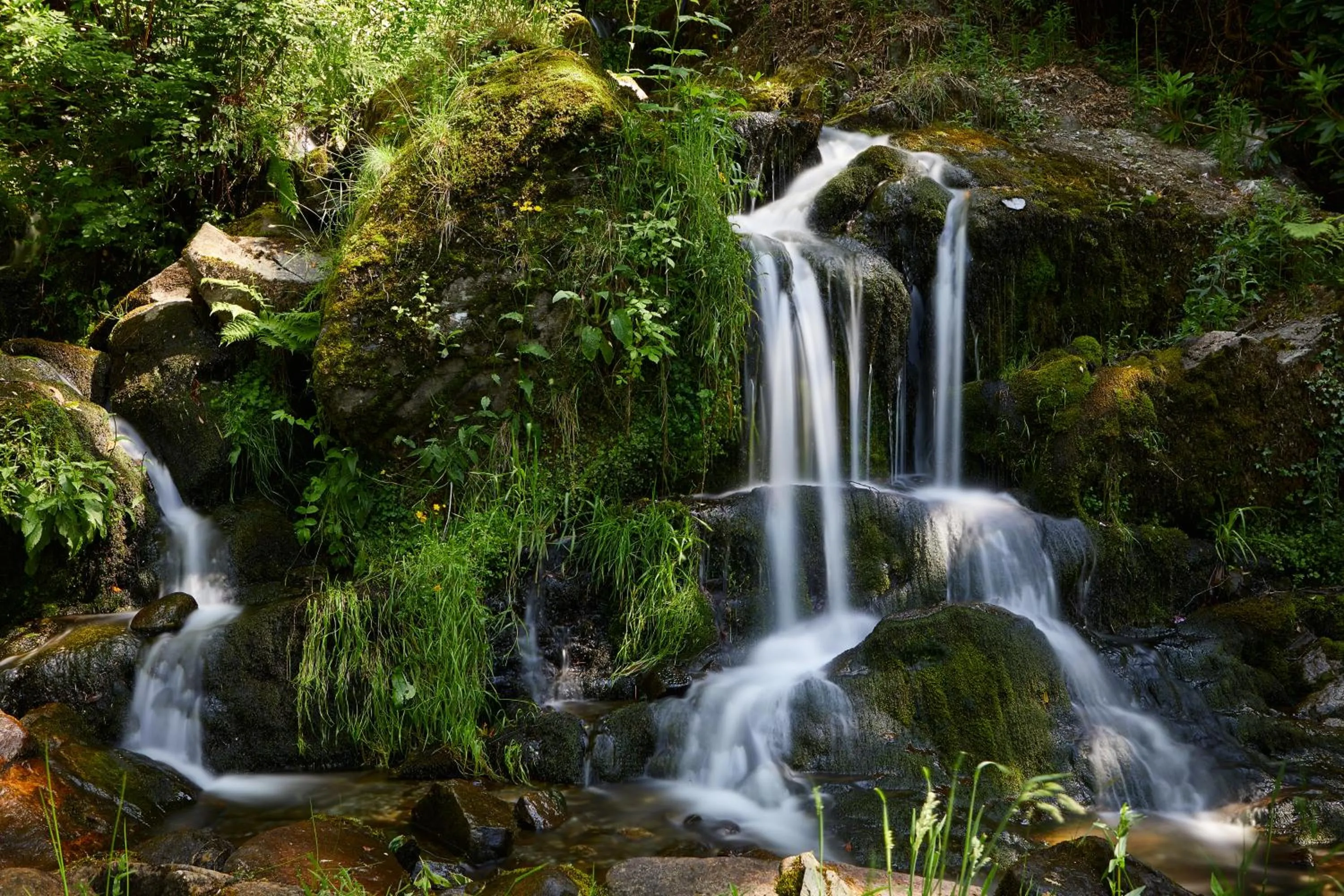 Natural landscape in Macdonald Forest Hills Hotel & Spa