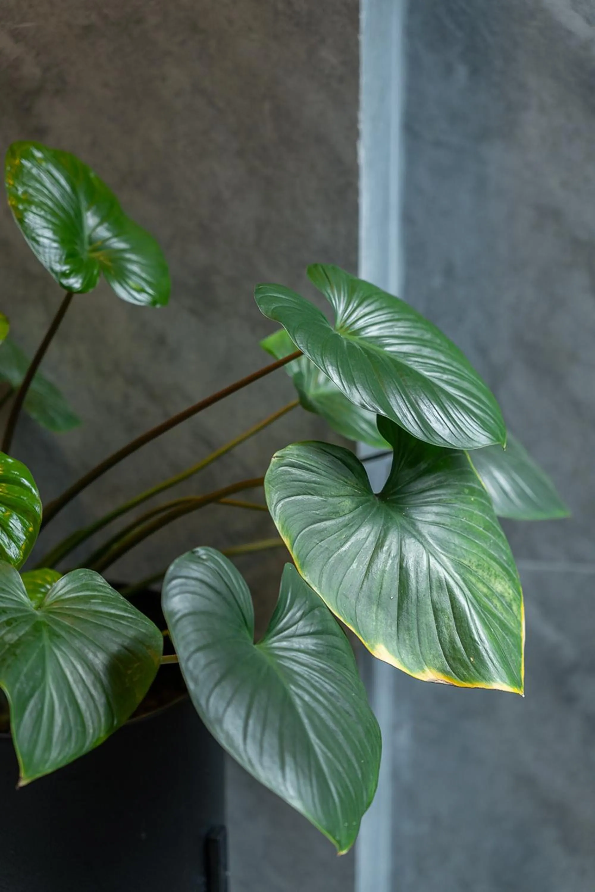 Natural landscape in Inthada At Mae Kampong