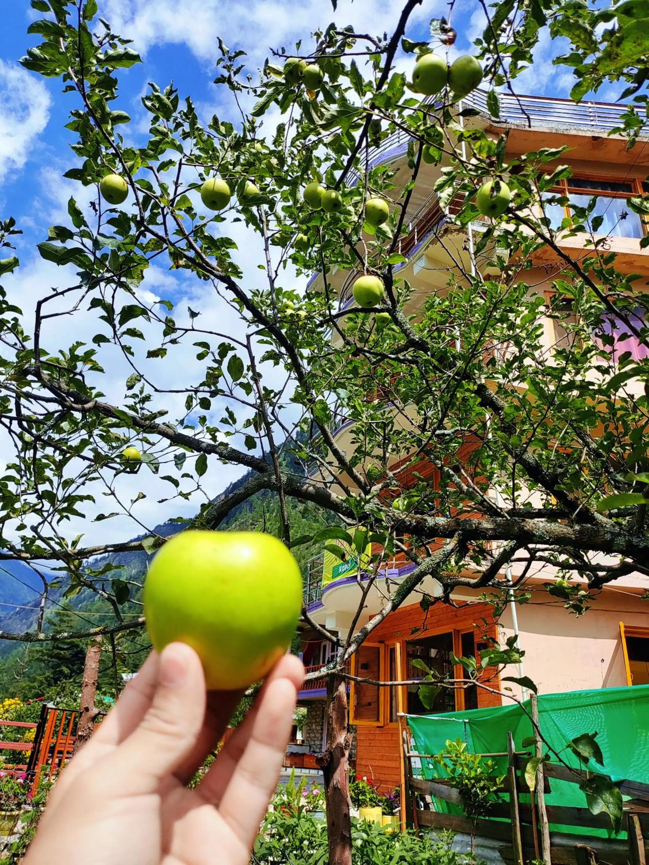 View (from property/room) in Jungle by sturmfrei Kasol