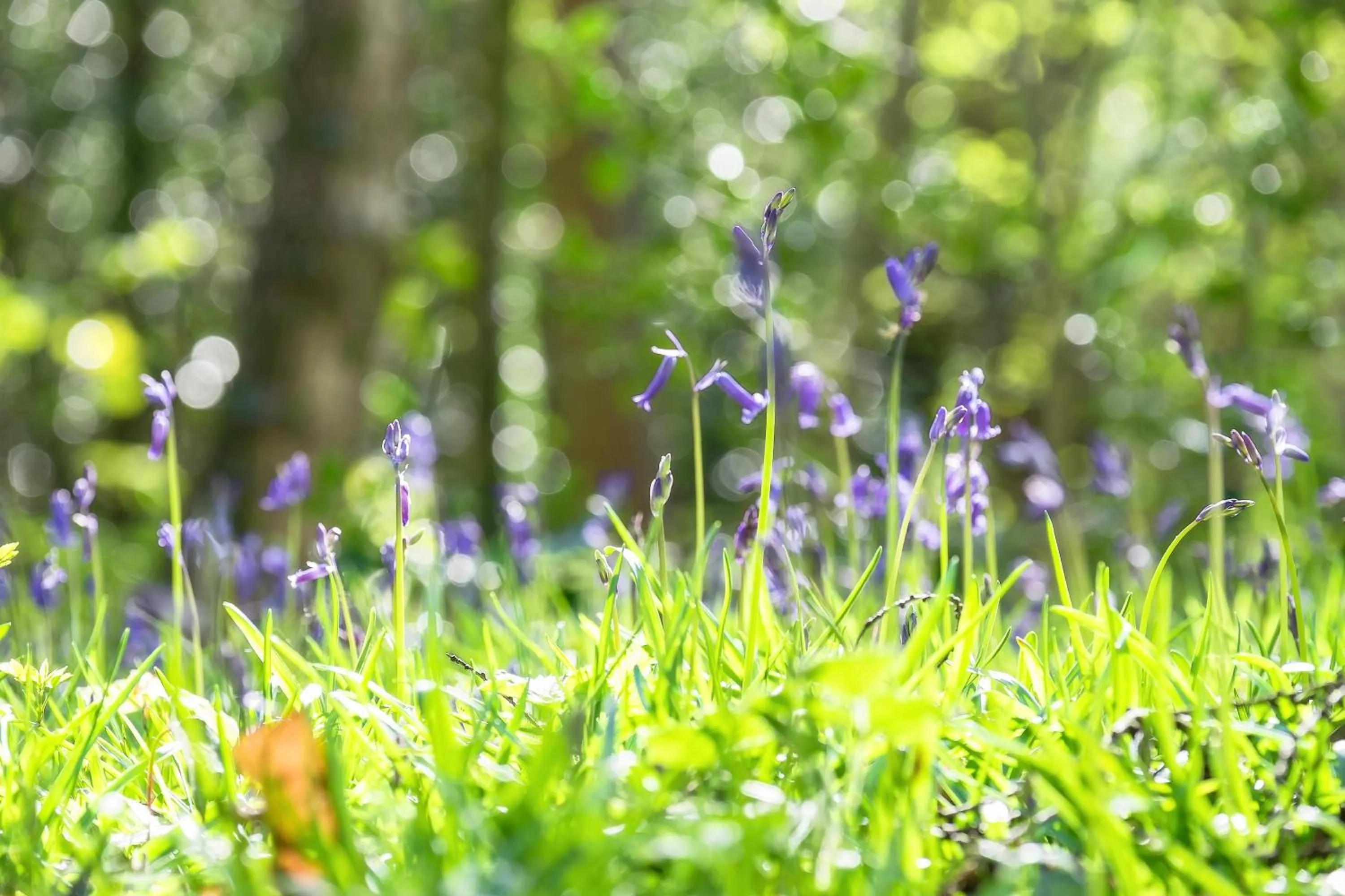 Garden in Llanerch Vineyard Hotel