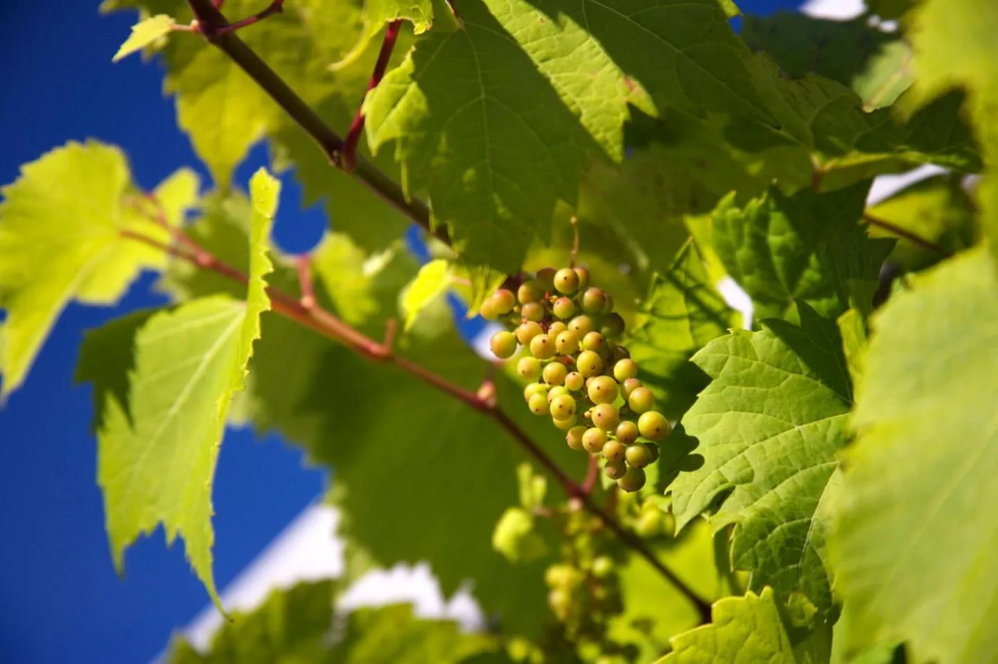 Natural landscape in Llanerch Vineyard Hotel