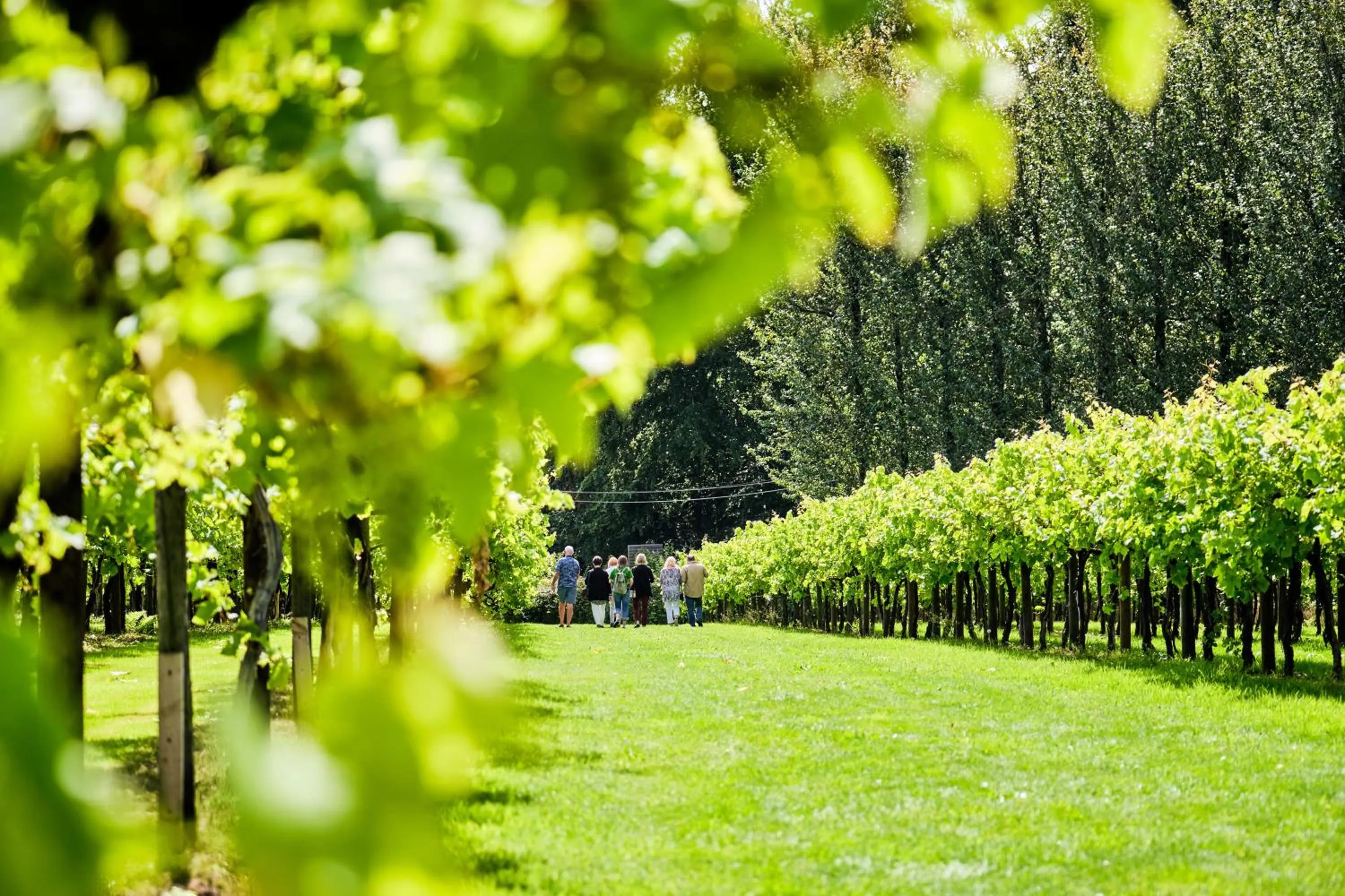 Natural landscape in Llanerch Vineyard Hotel