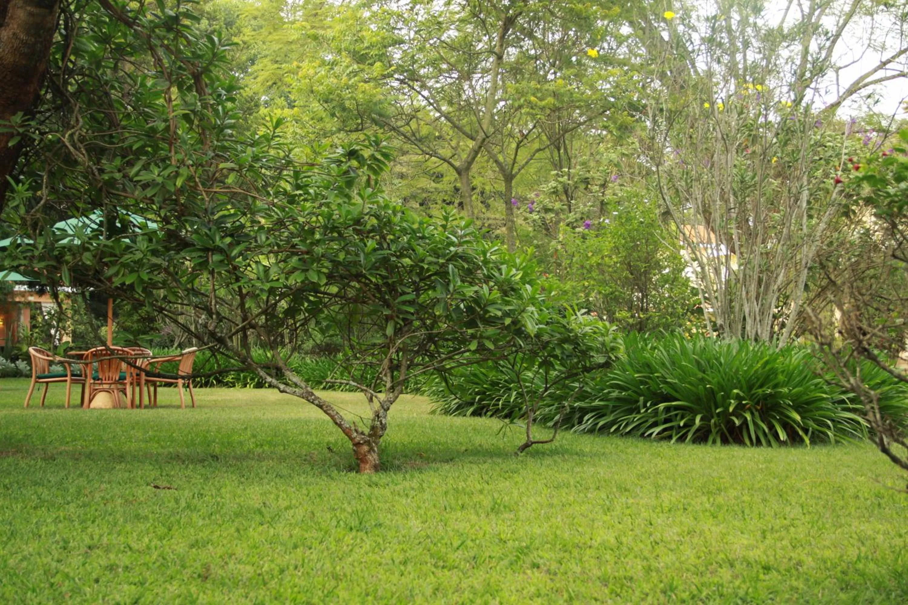 Garden in House of Waine