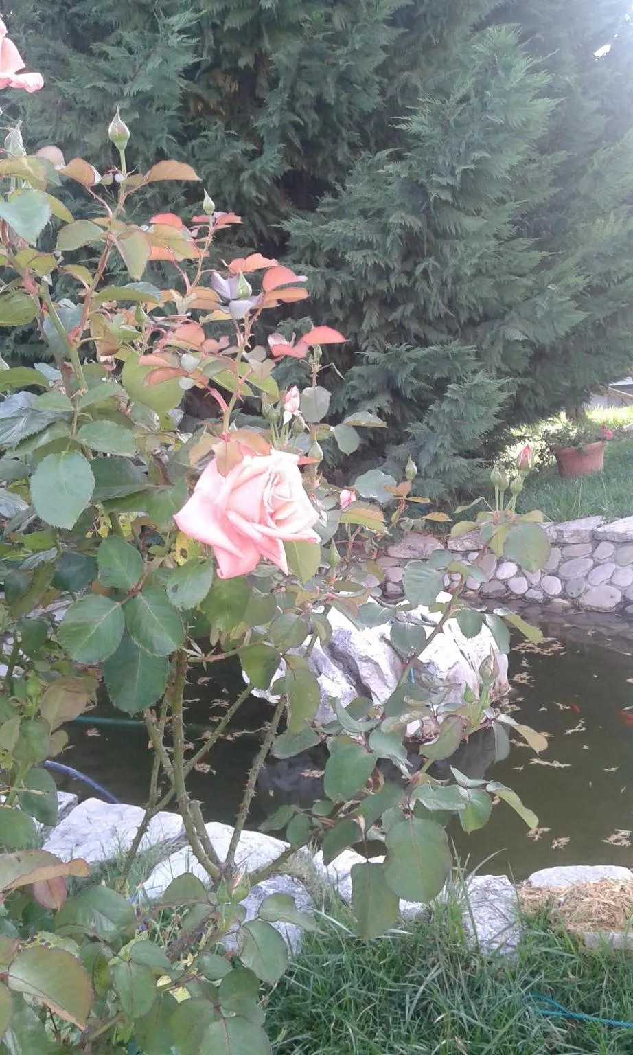 Garden in I Gelsomini