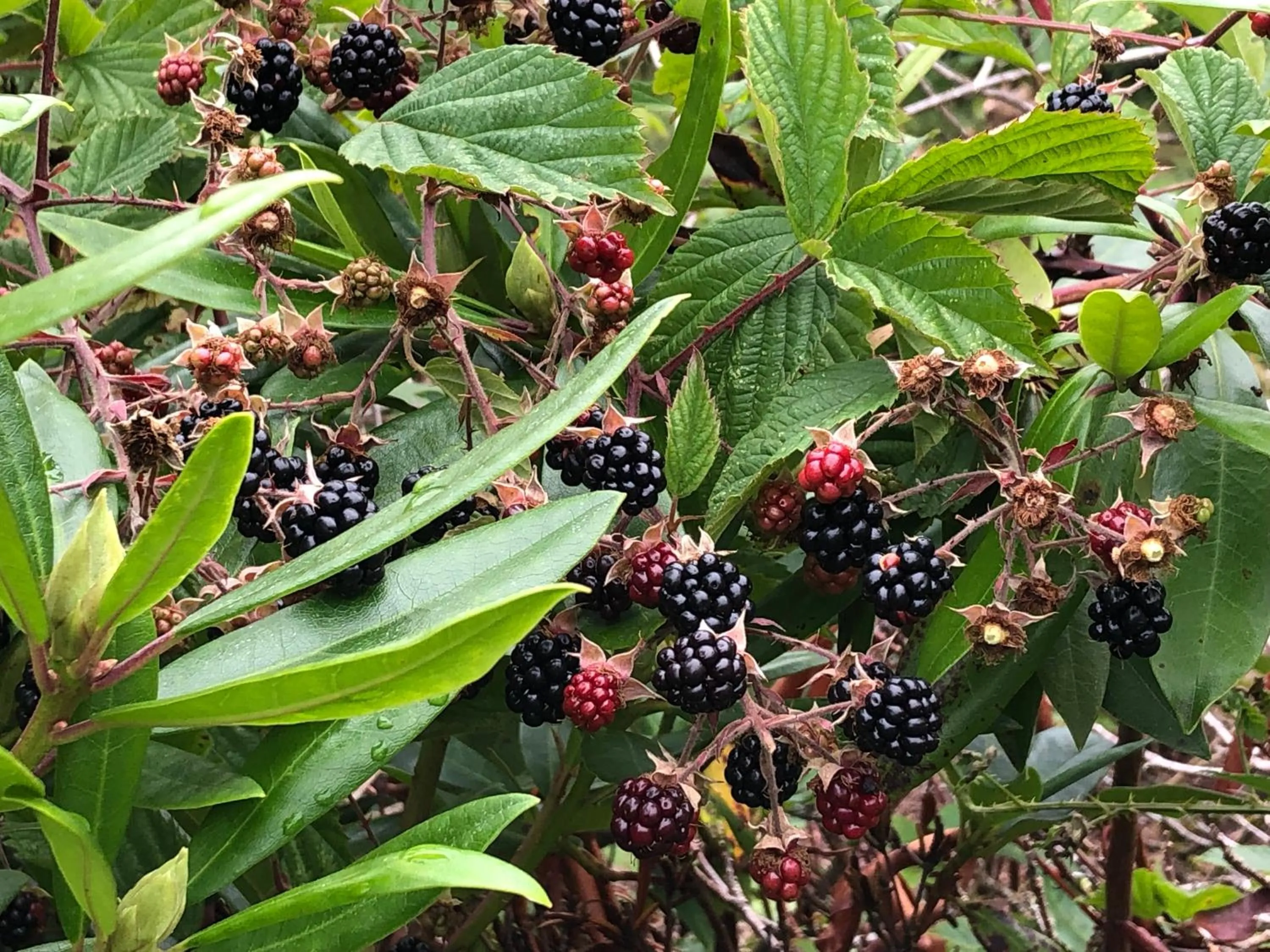 Garden in Wellwood Manor