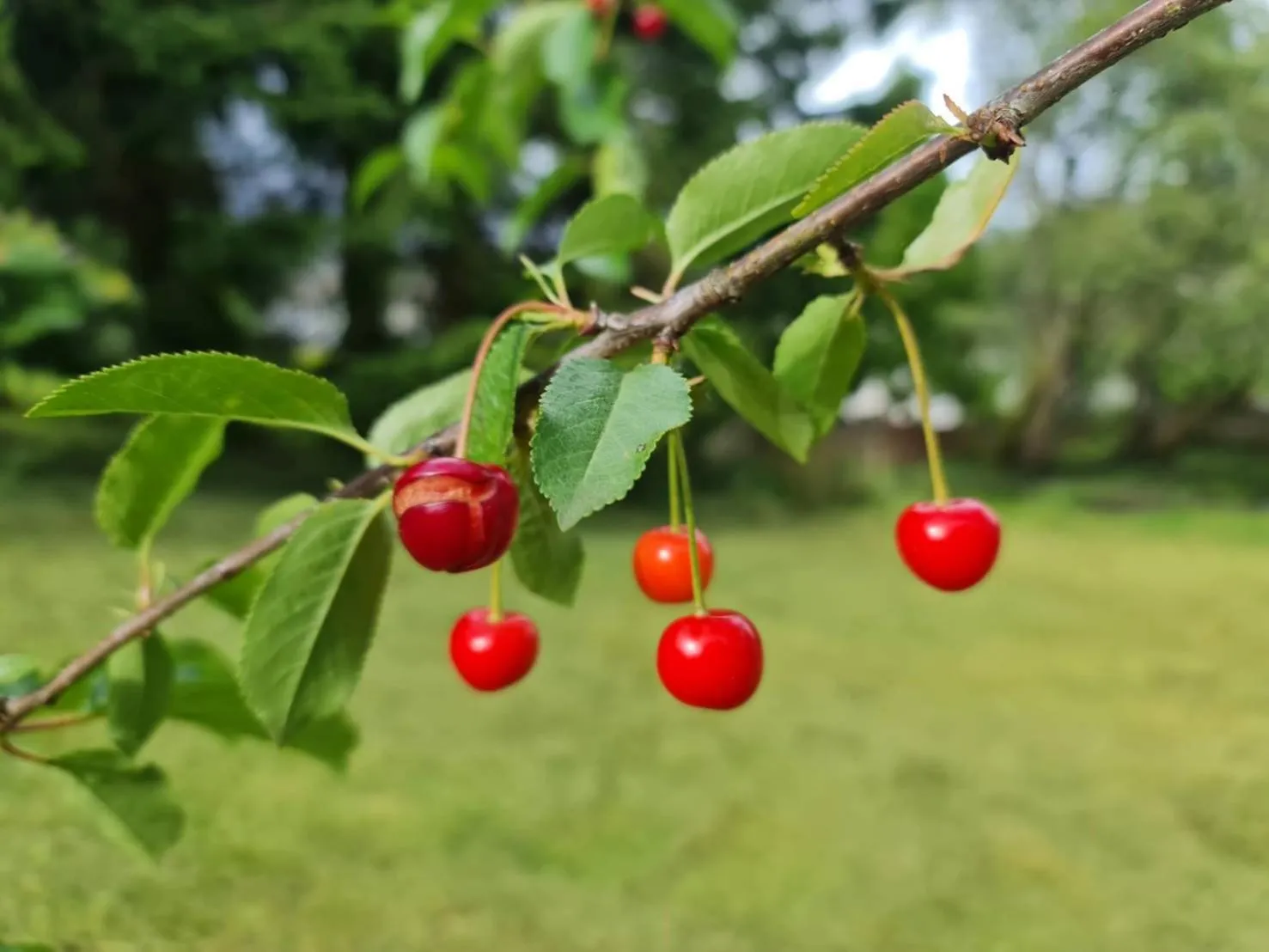 Garden in Wellwood Manor