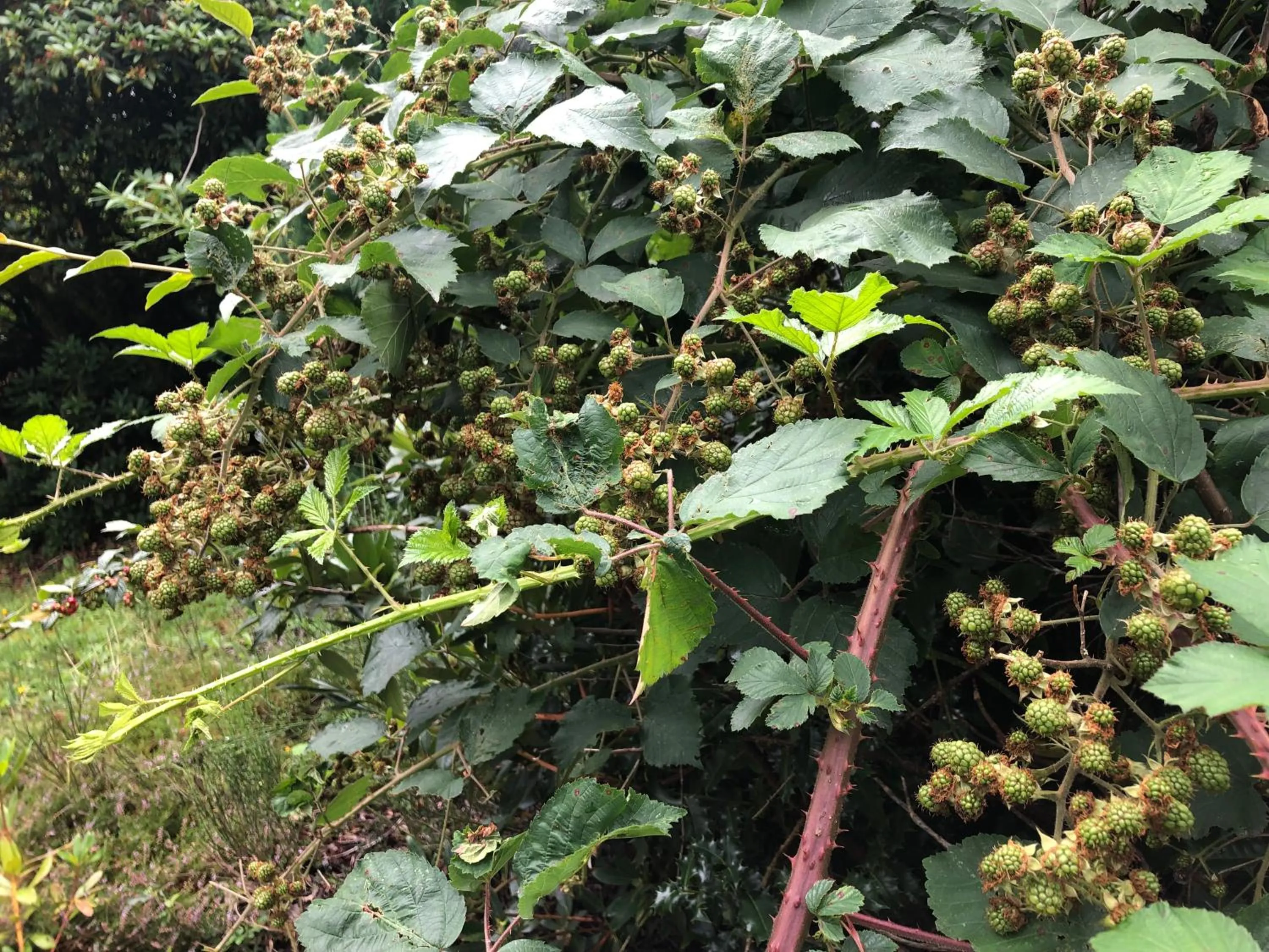 Garden in Wellwood Manor