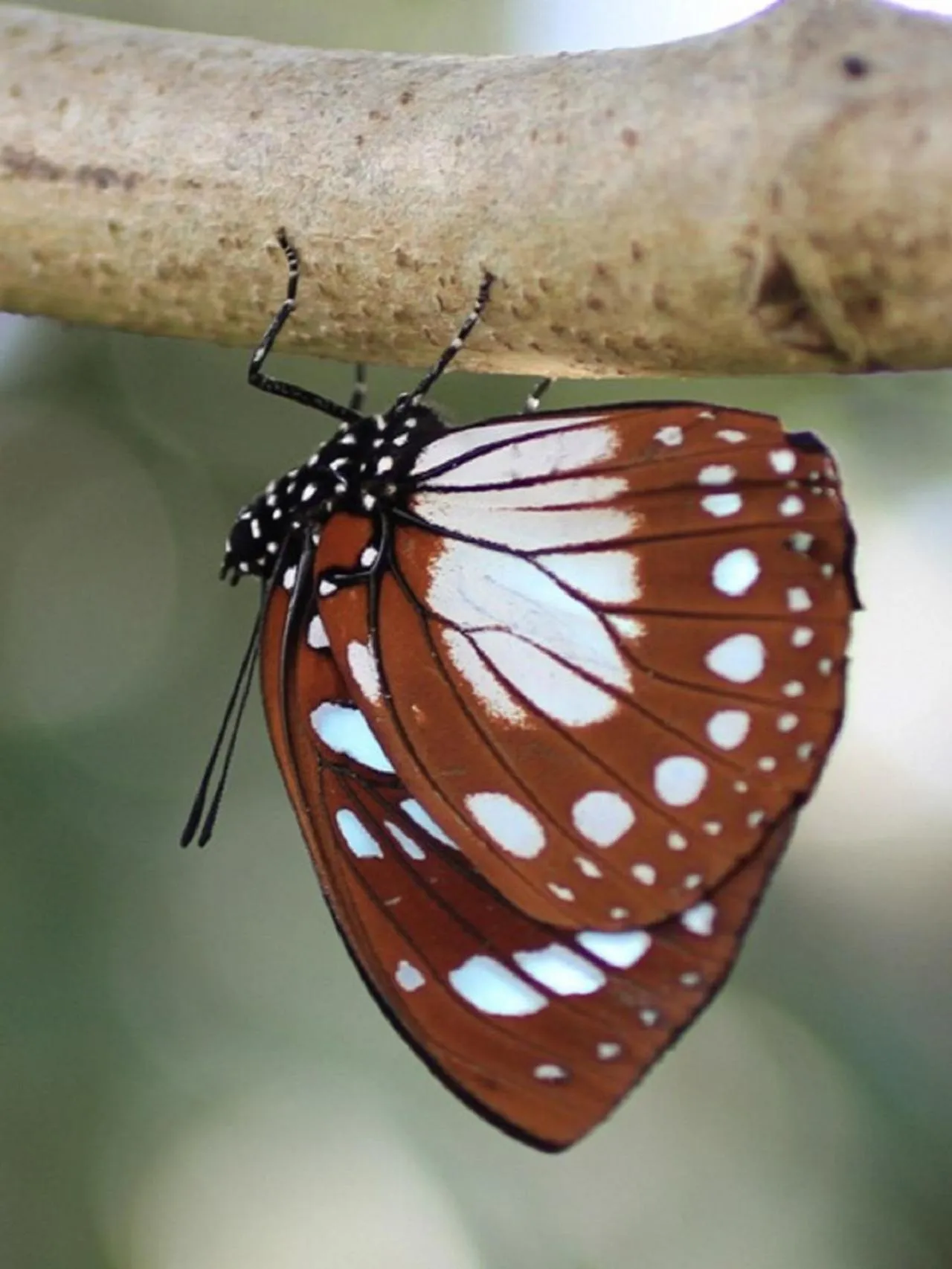 View (from property/room) in Pinewood Beach Resort and Spa