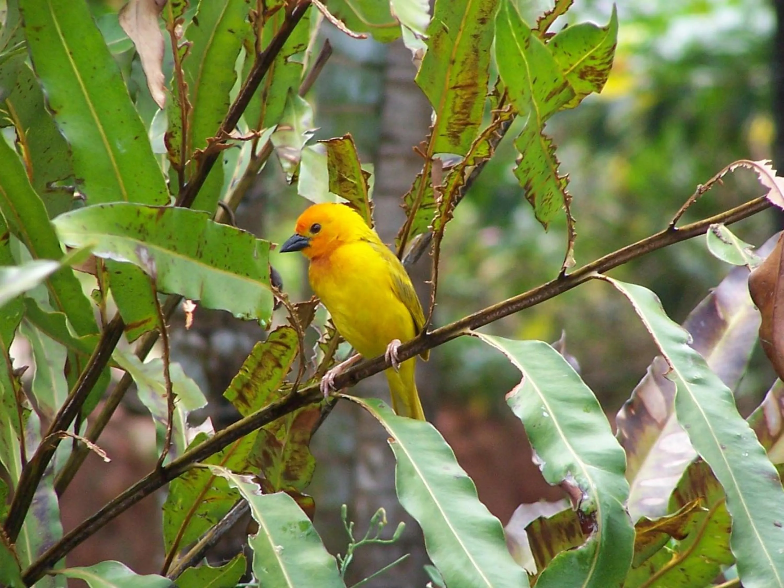 Natural landscape in Pinewood Beach Resort and Spa