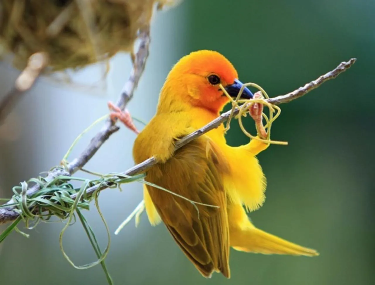 Bird's eye view in Pinewood Beach Resort and Spa