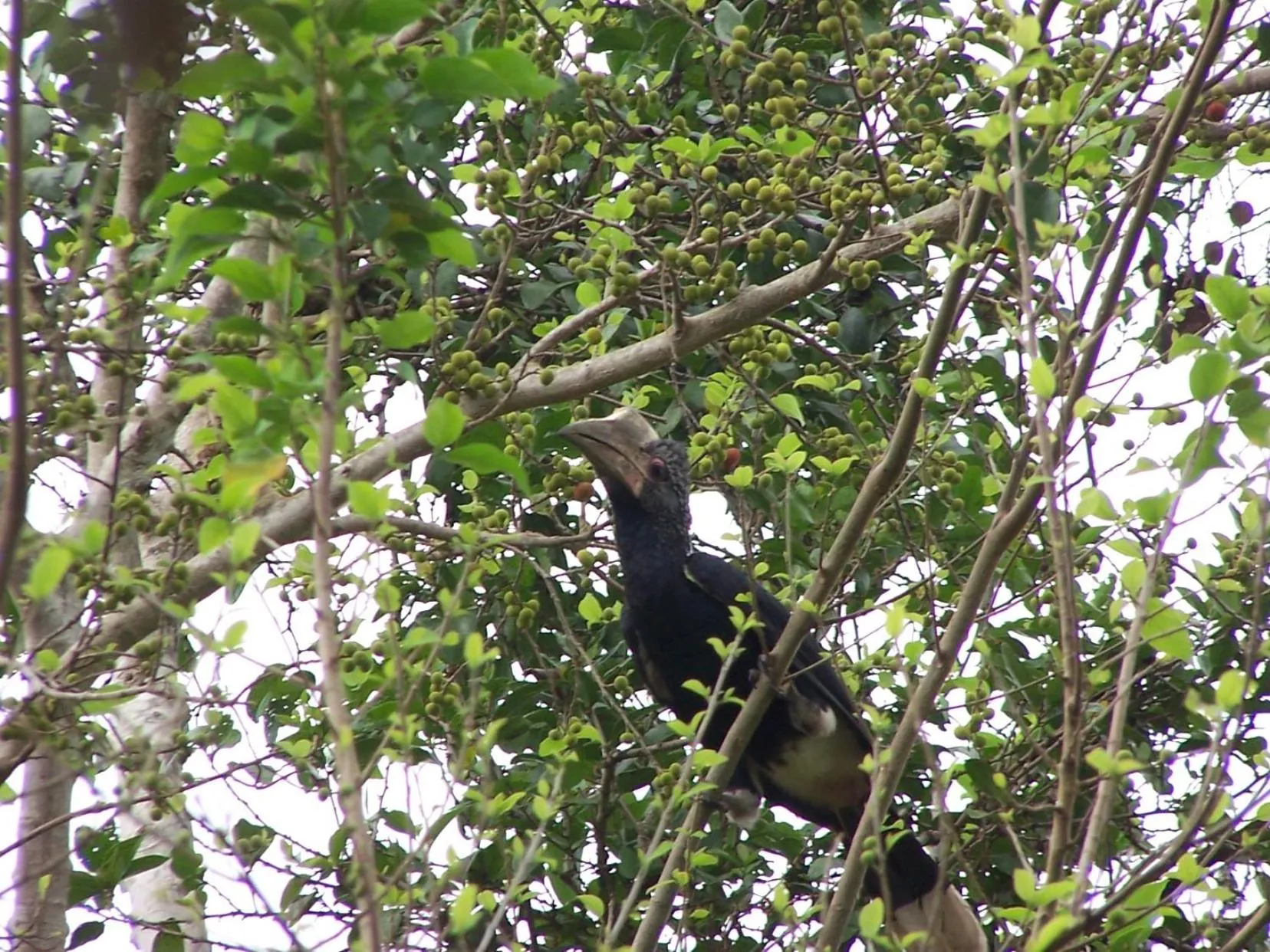 Bird's eye view in Pinewood Beach Resort and Spa
