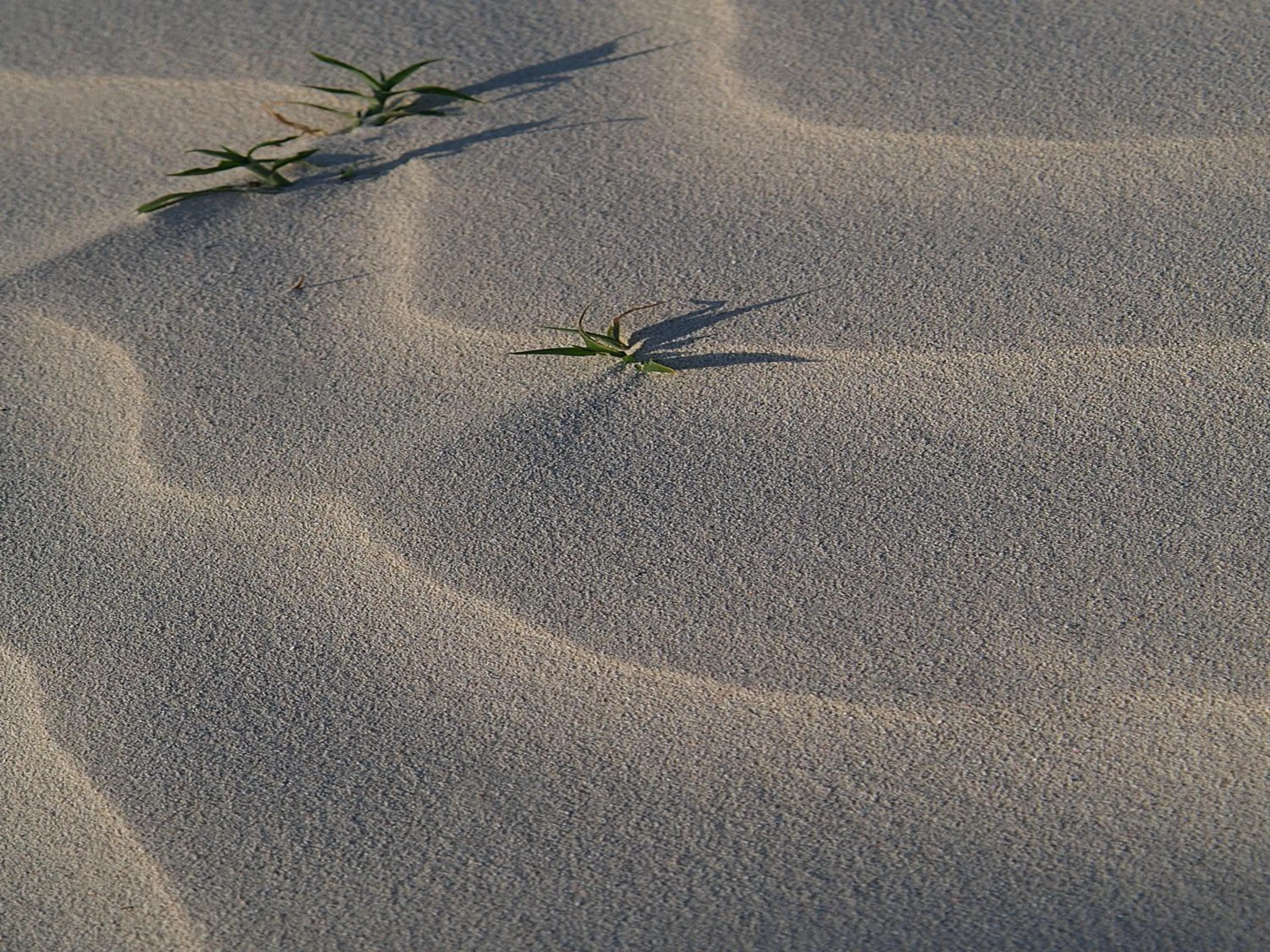 Bird's eye view in Pinewood Beach Resort and Spa