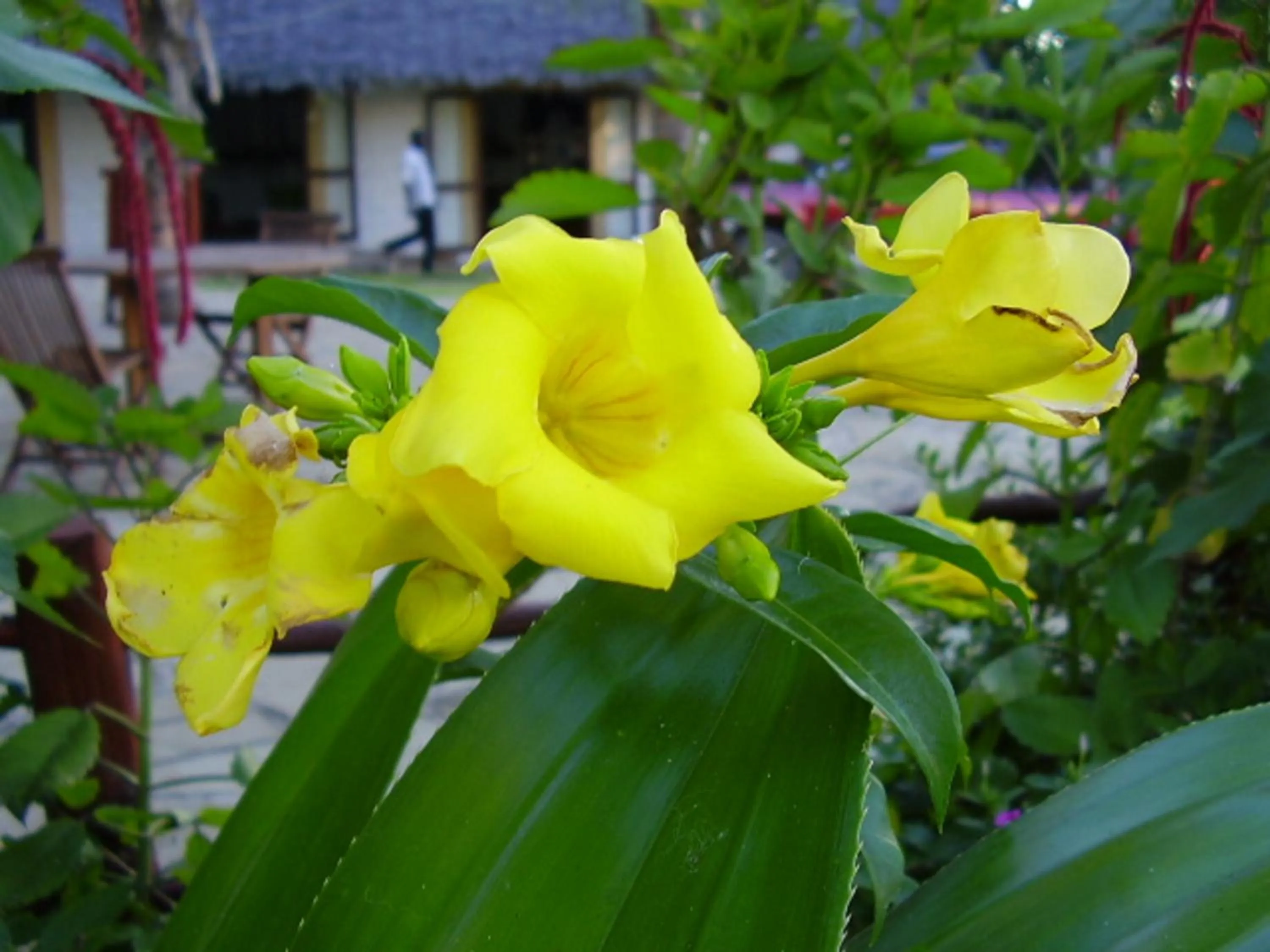 Garden in Pinewood Beach Resort and Spa