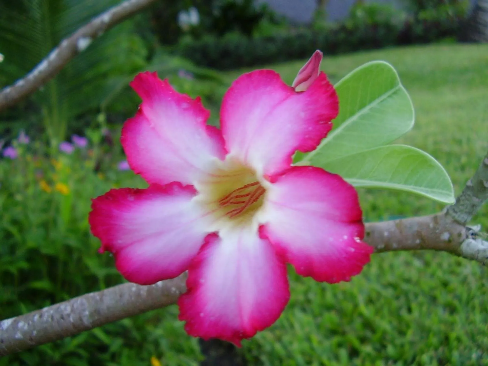 Garden in Pinewood Beach Resort and Spa