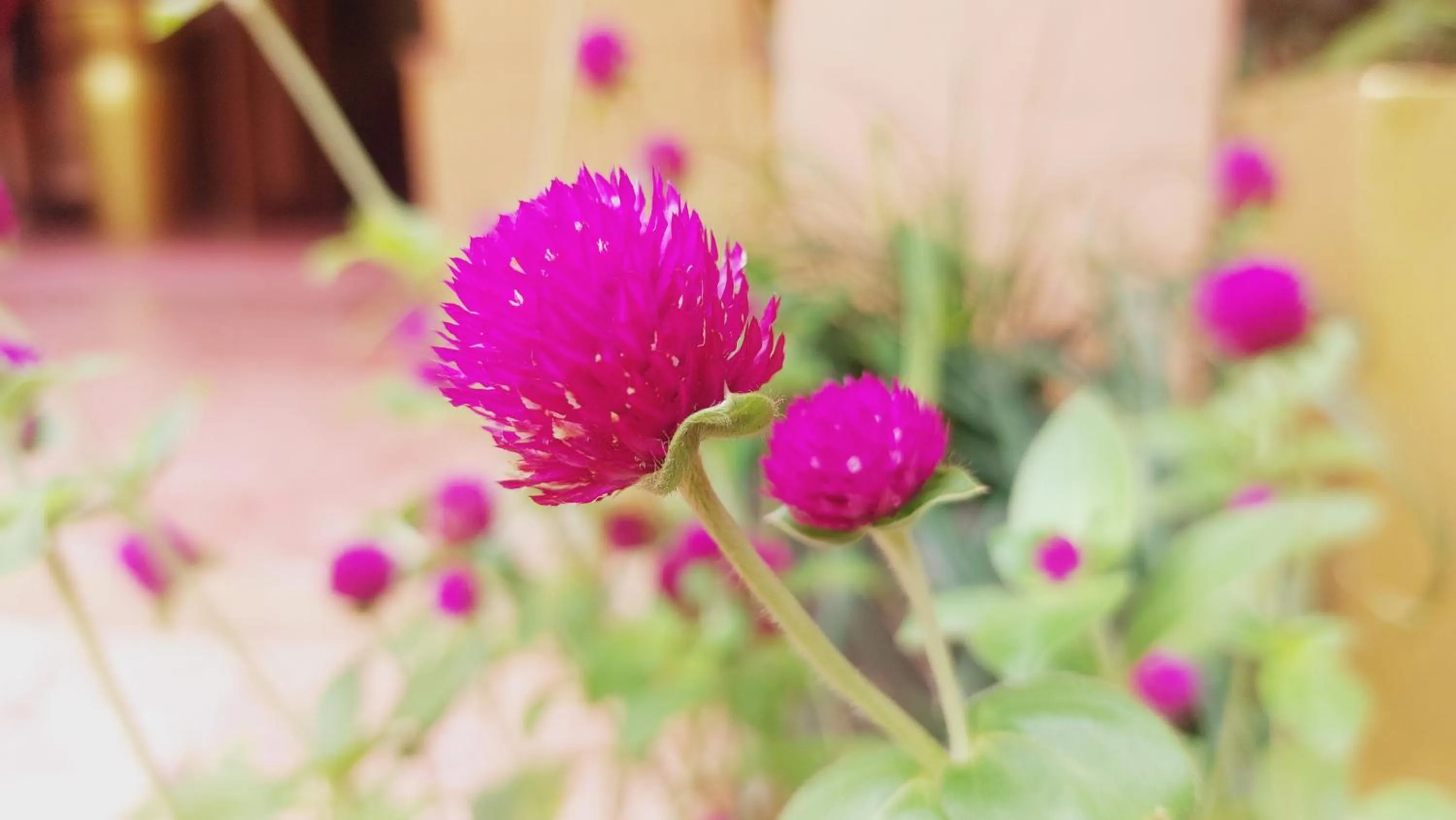 Garden view in Kouprey Hotel