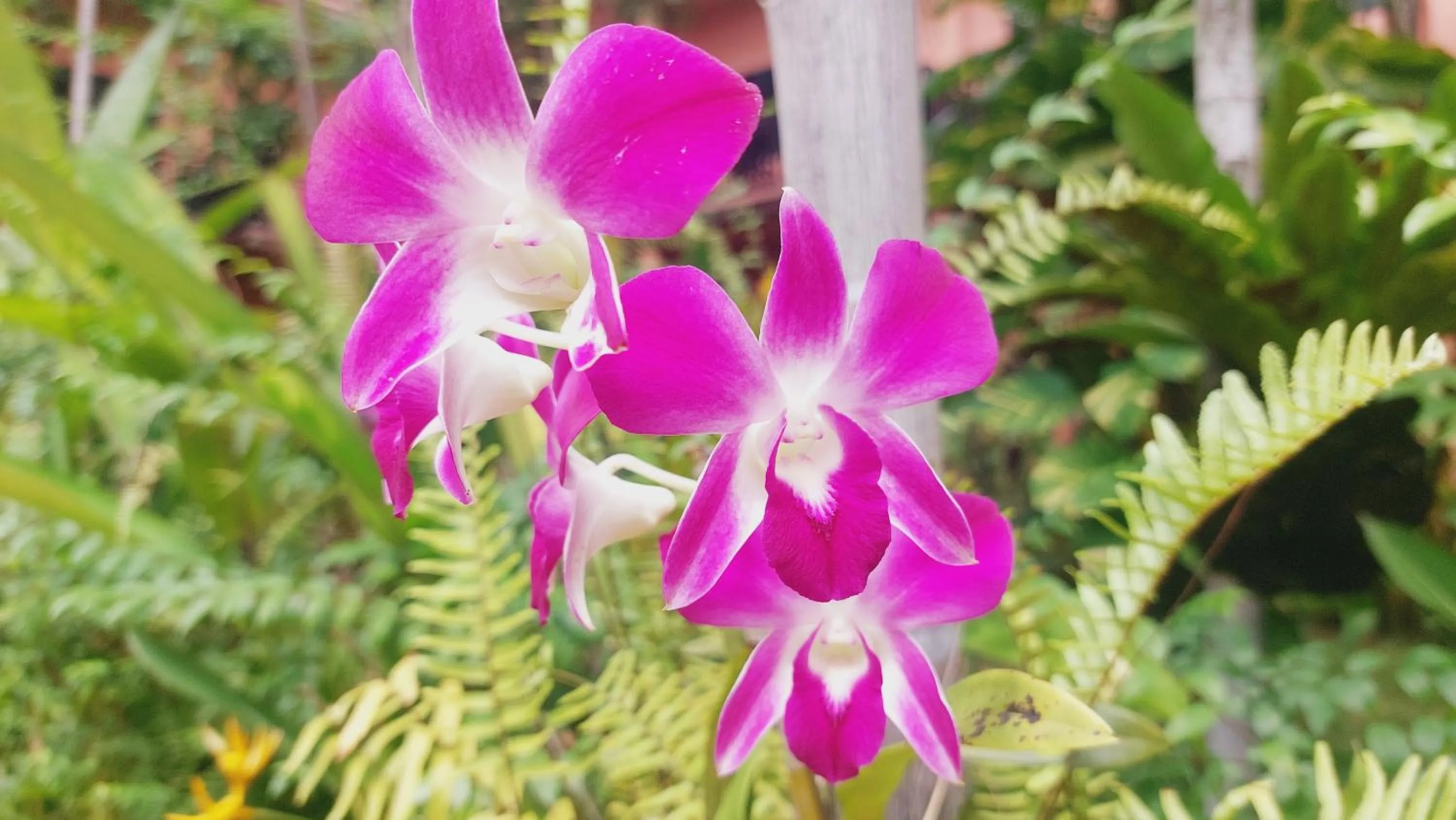 Garden in Kouprey Hotel