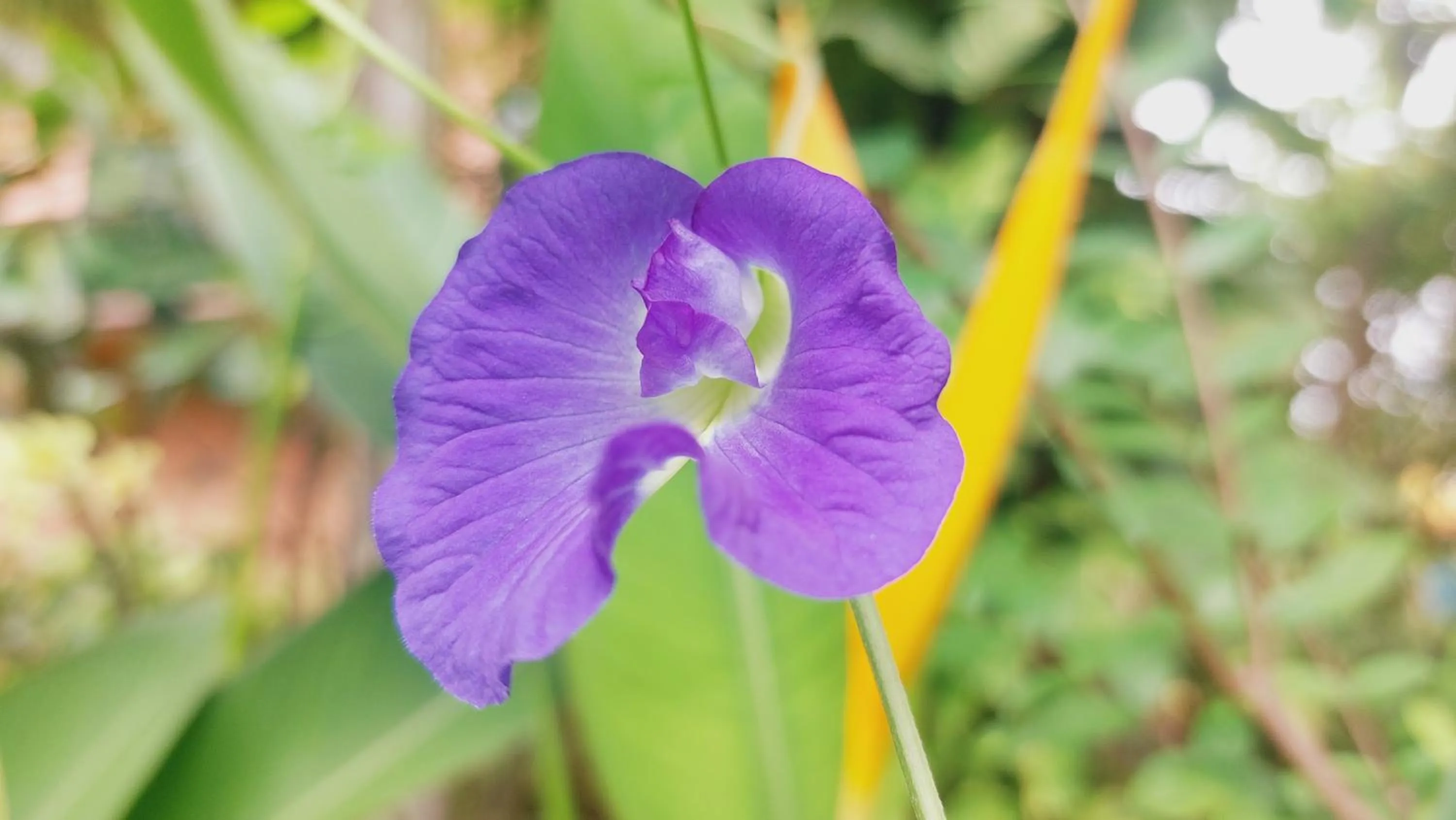 Spring in Kouprey Hotel