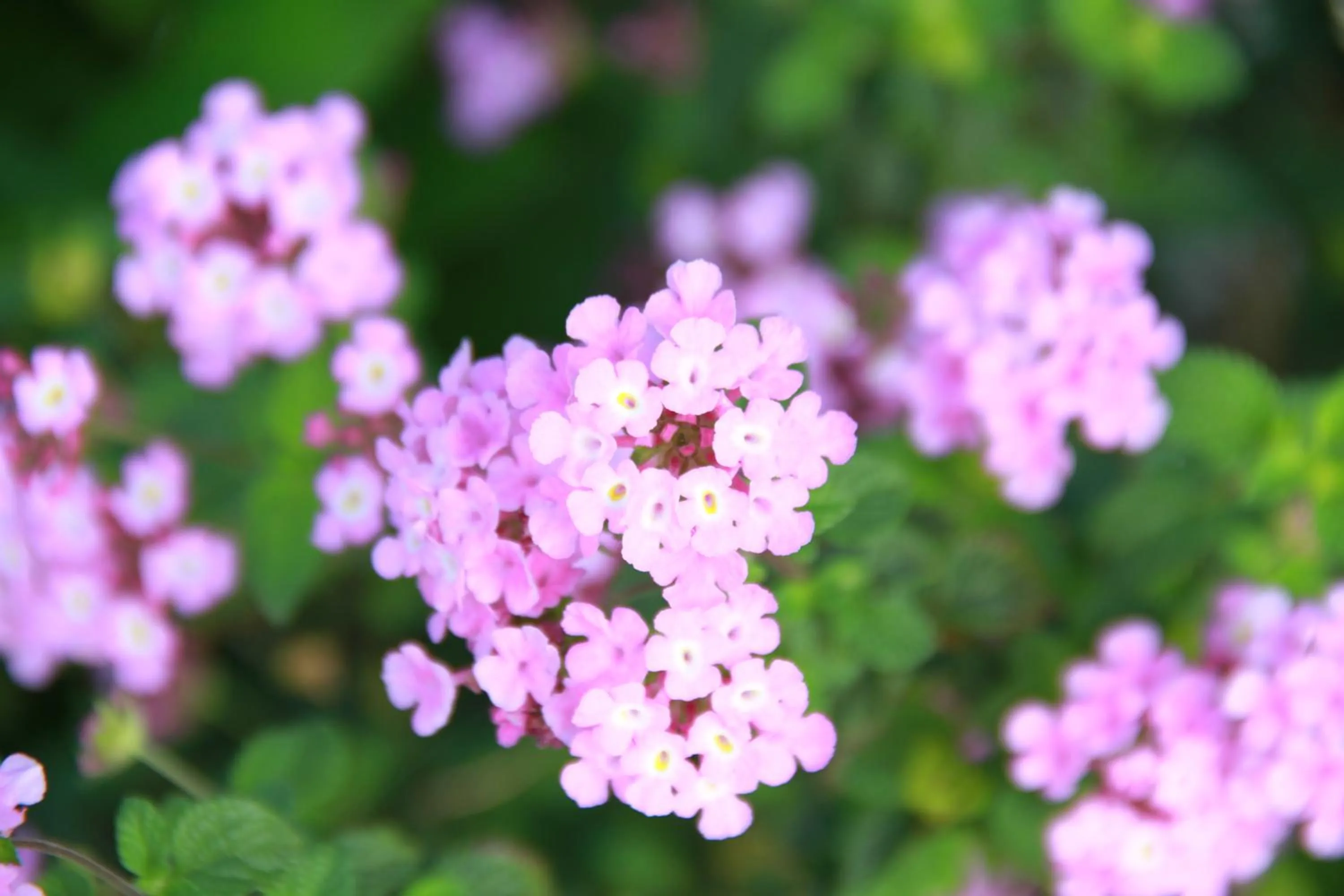 Garden in Chandys Windy Woods Munnar