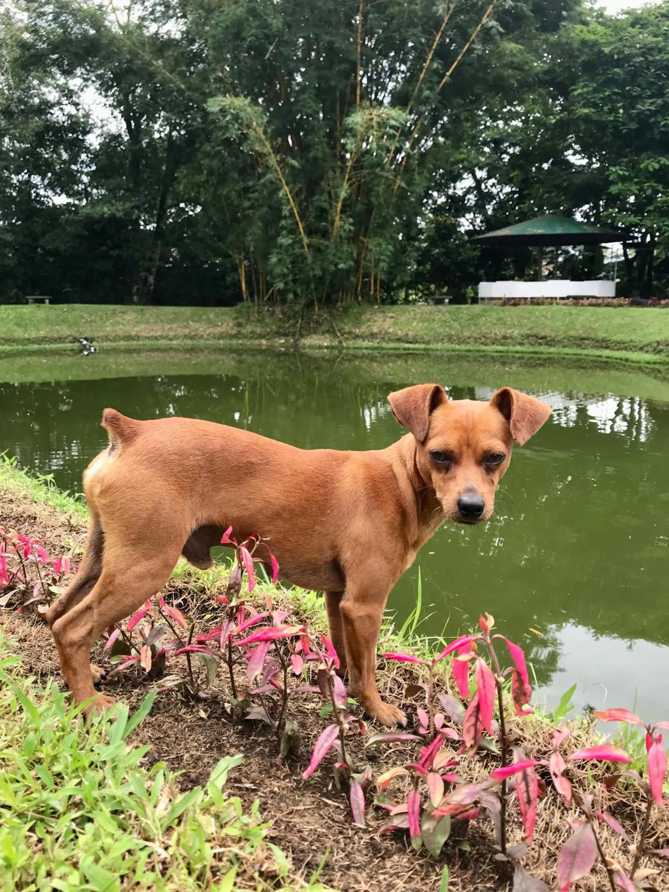 Pets in Hotel Colores del Arenal
