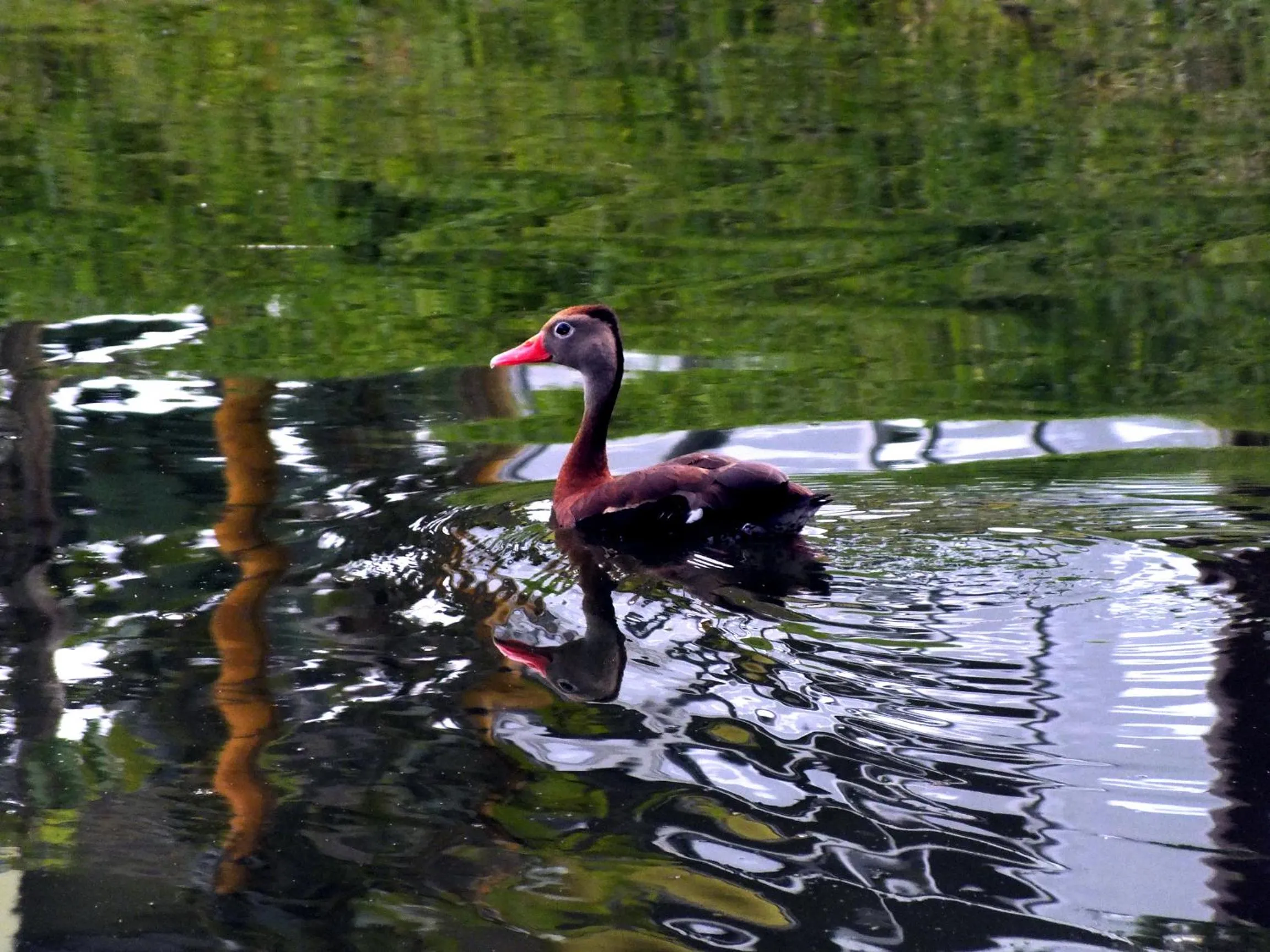 Area and facilities in Hotel Colores del Arenal